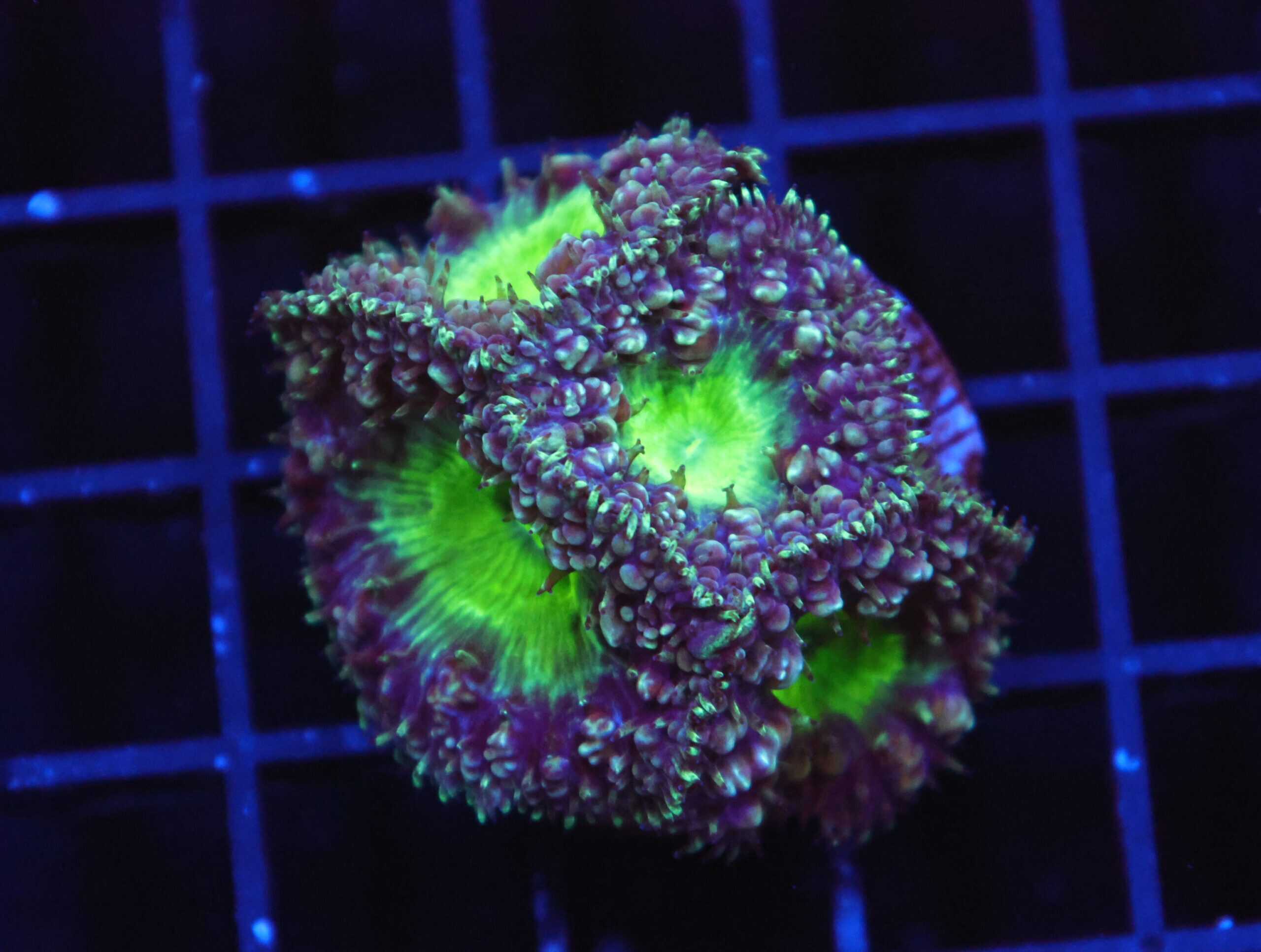 B138 - INDO ALIEN EYE BLASTO