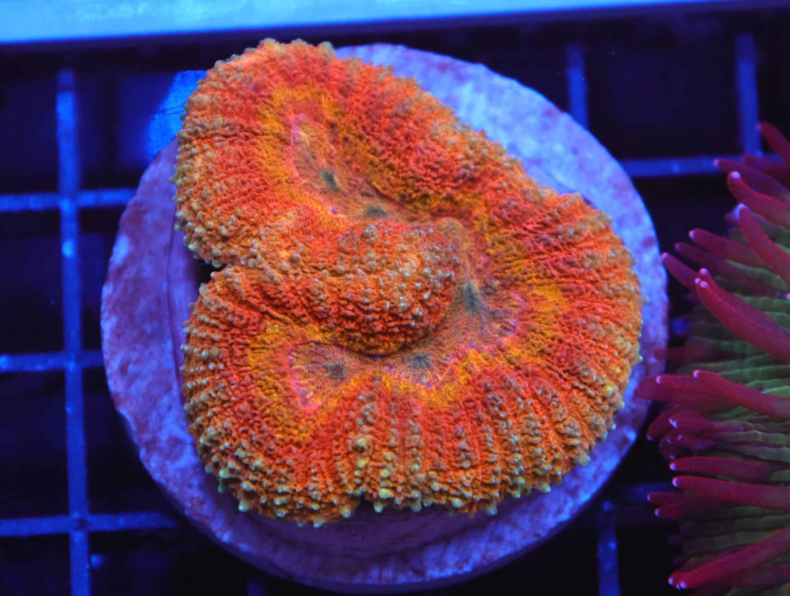 B140 - INDO DRAGON FIRE SYMPHYLLIA