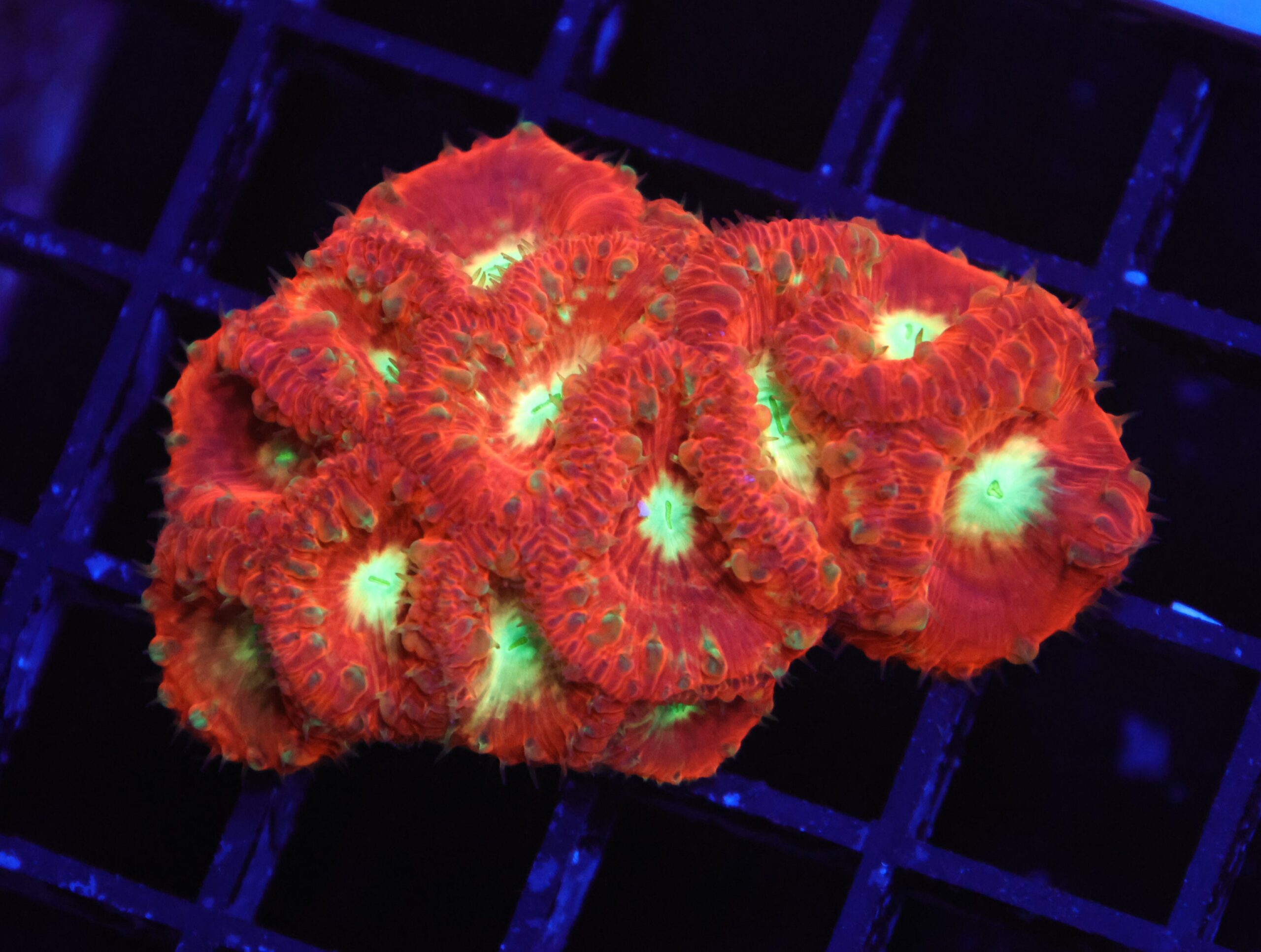 B143 - INDO CRIMSON NEON EYE BLASTO