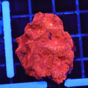 B146 - INDO DEAD POOL BLASTO