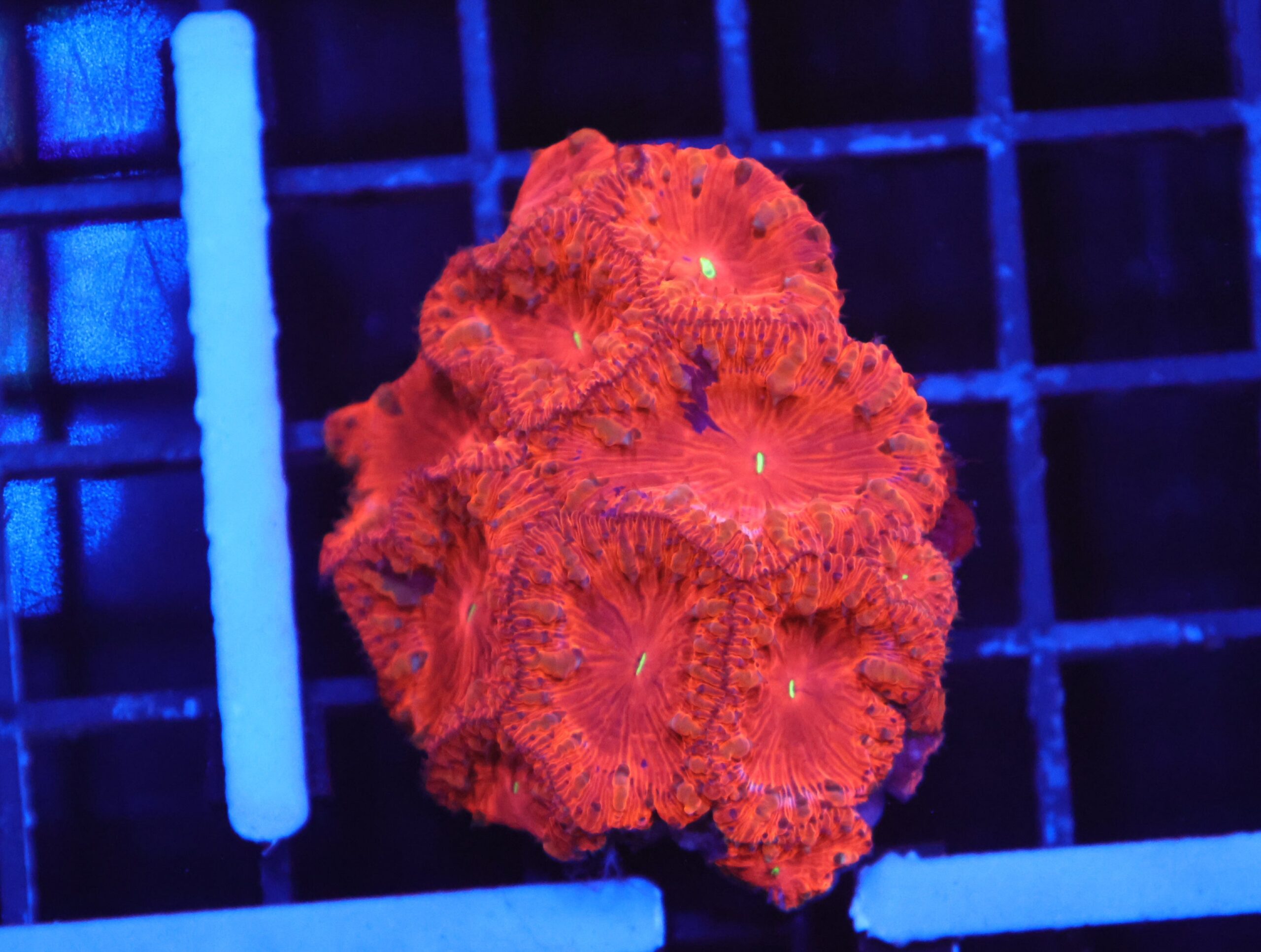 B146 - INDO DEAD POOL BLASTO