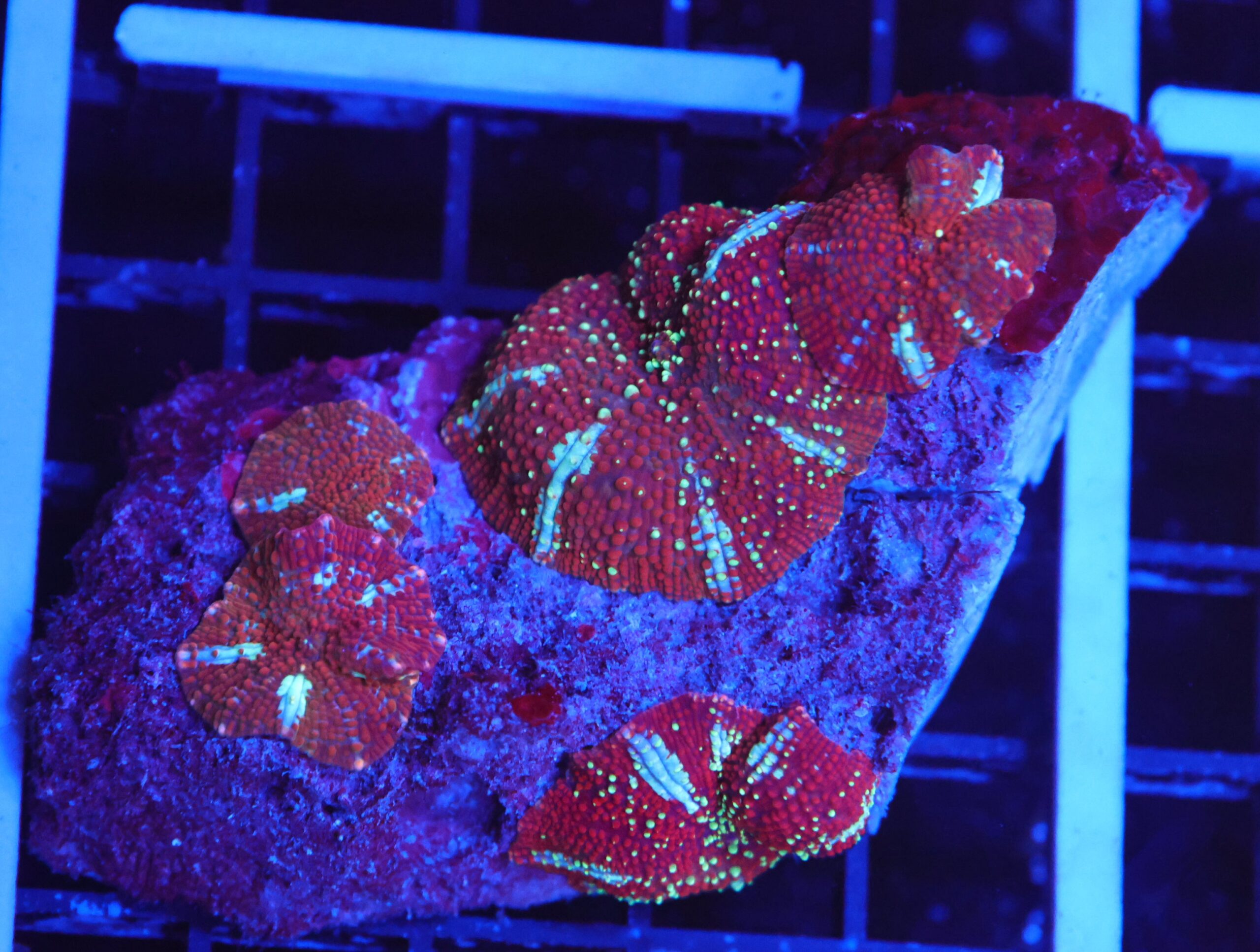 B148 - RED DEVIL DISCO MUSHROOM