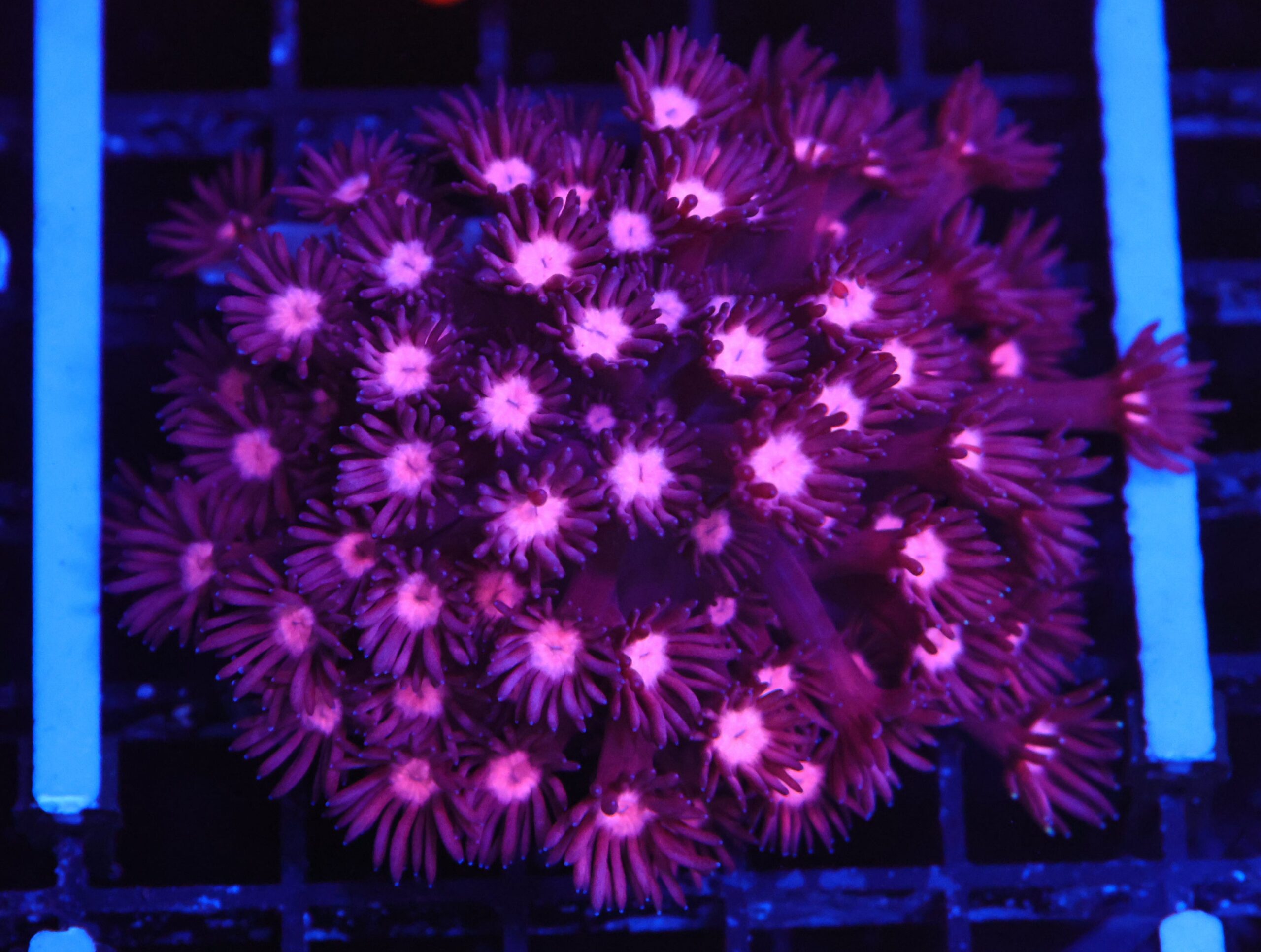 B149 - INDO CHERRY BLOSSOM GONIOPORA