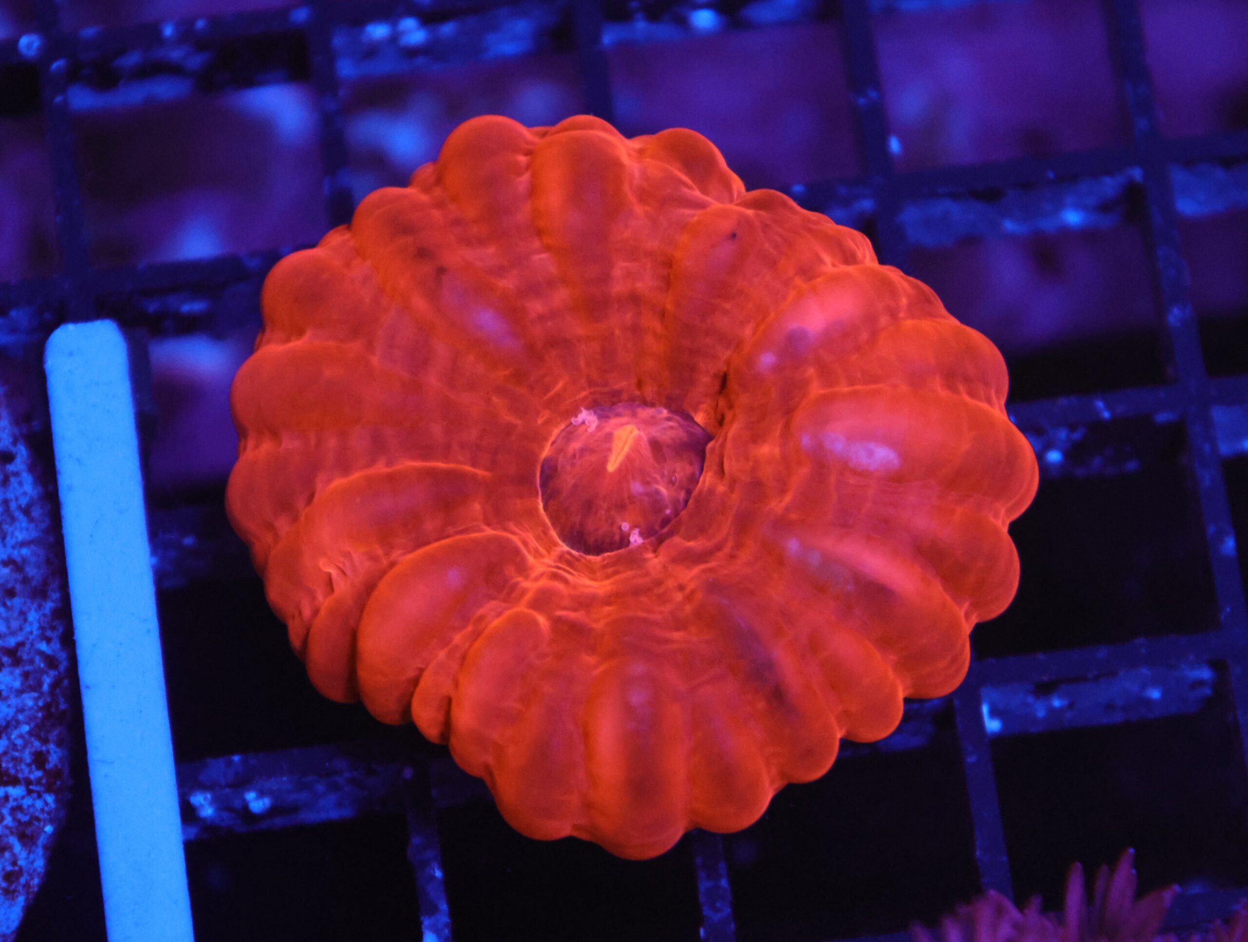 B150 - INDO RUBY RED CYNARINA