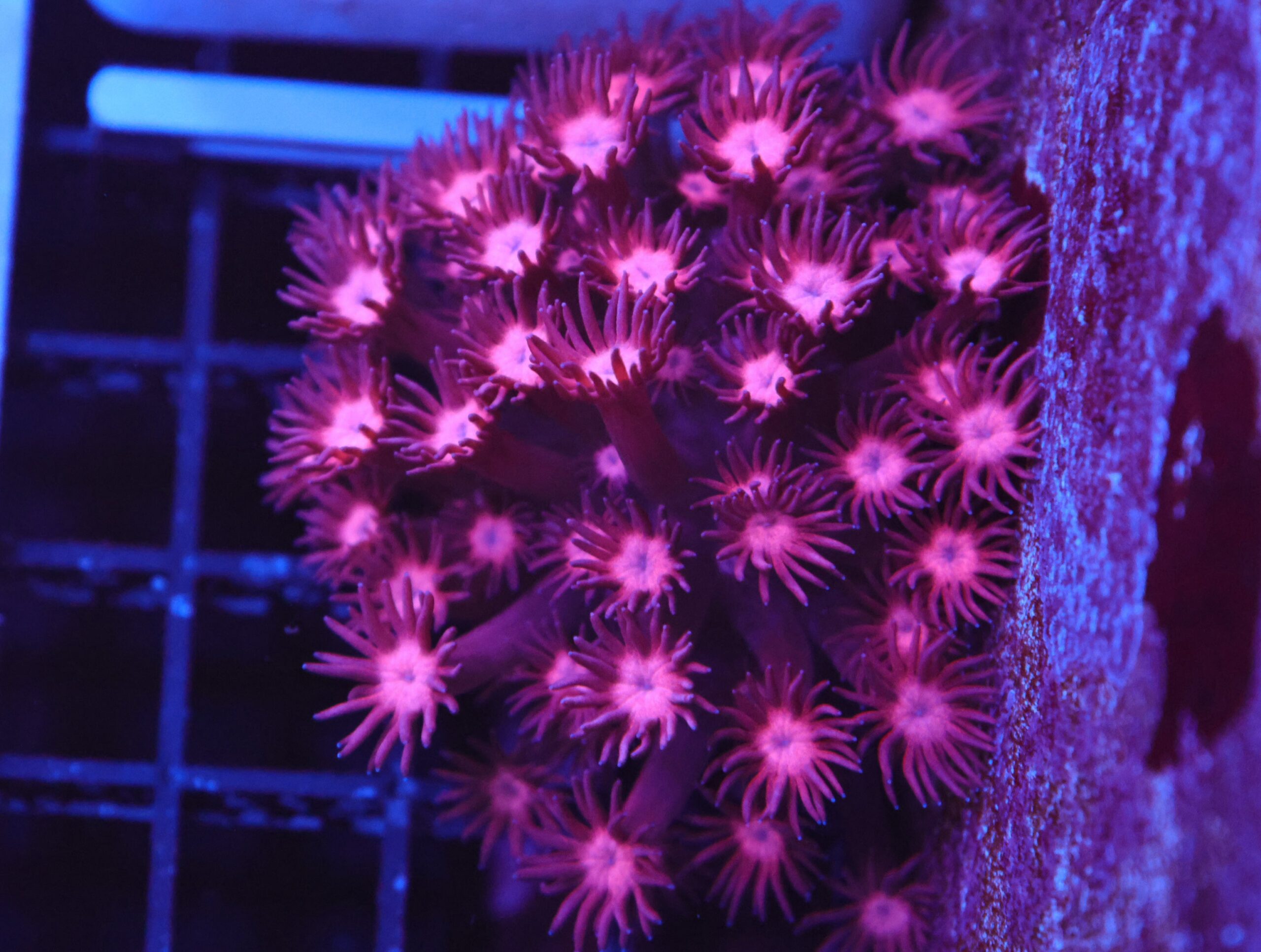 B153 - INDO CHERRY BLOSSOM GONIOPORA