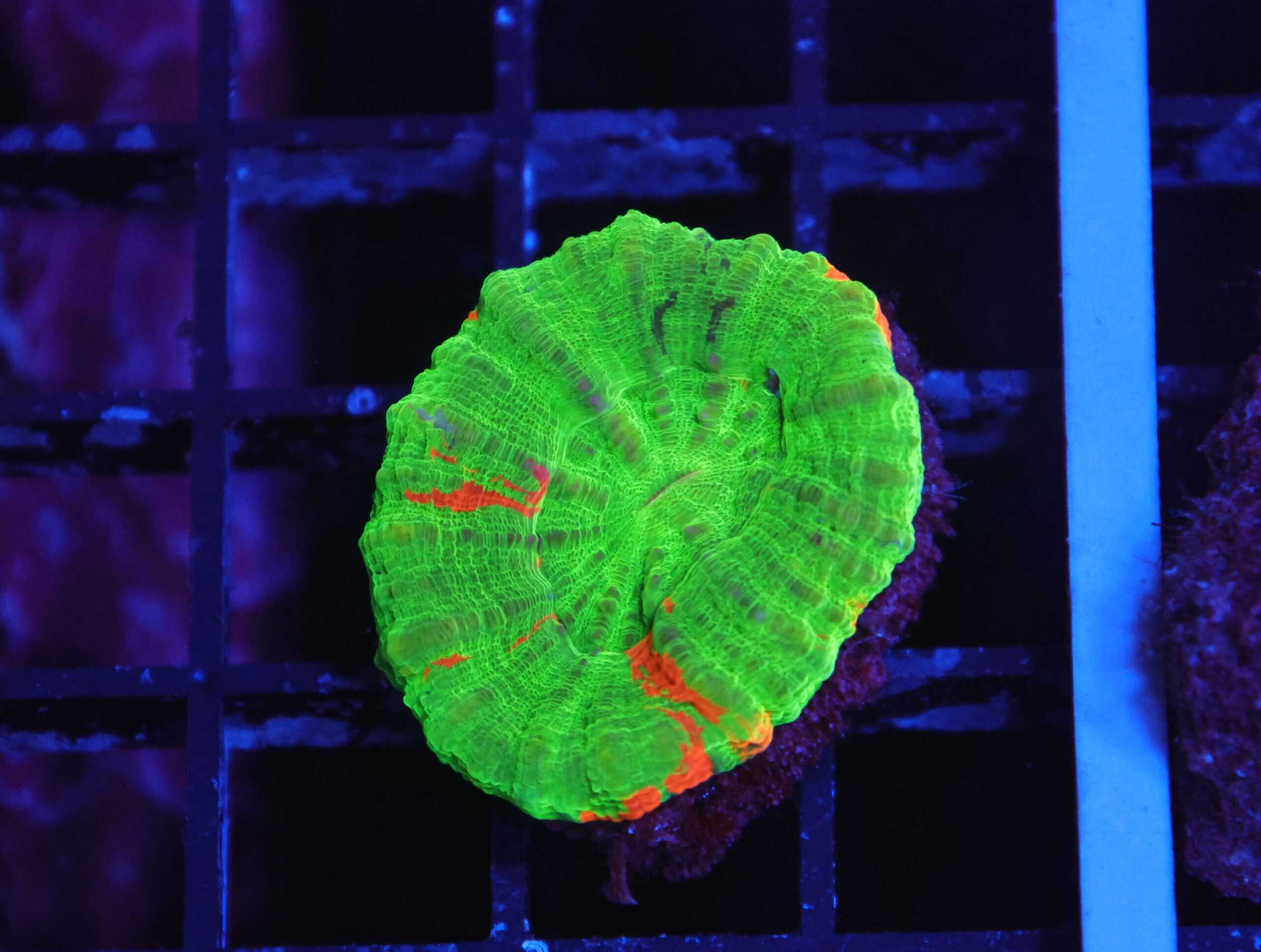 B155 - BLEEDING APPLE SCOLYMIA AUSTRALIS CULTURED