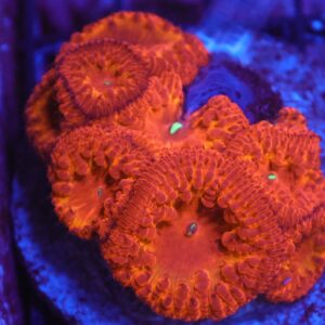 B157 - INDO FIRE FLAME BLASTO