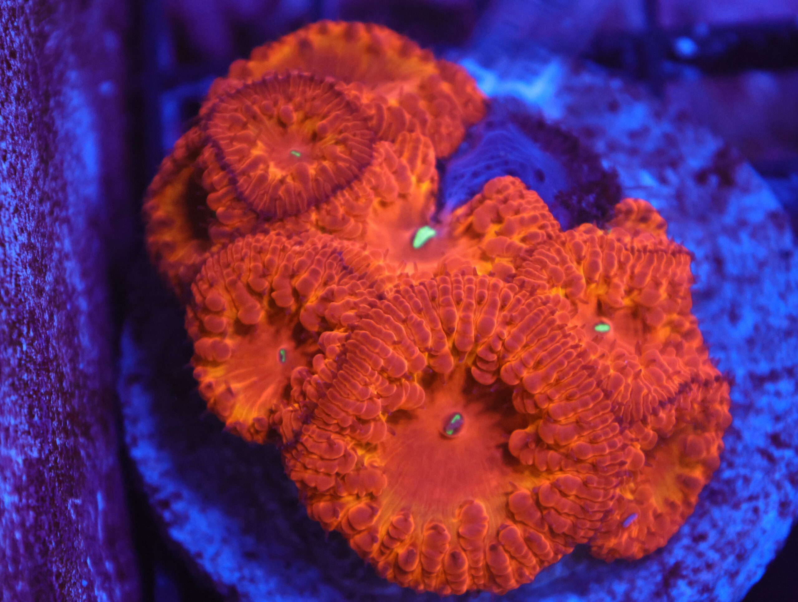 B157 - INDO FIRE FLAME BLASTO