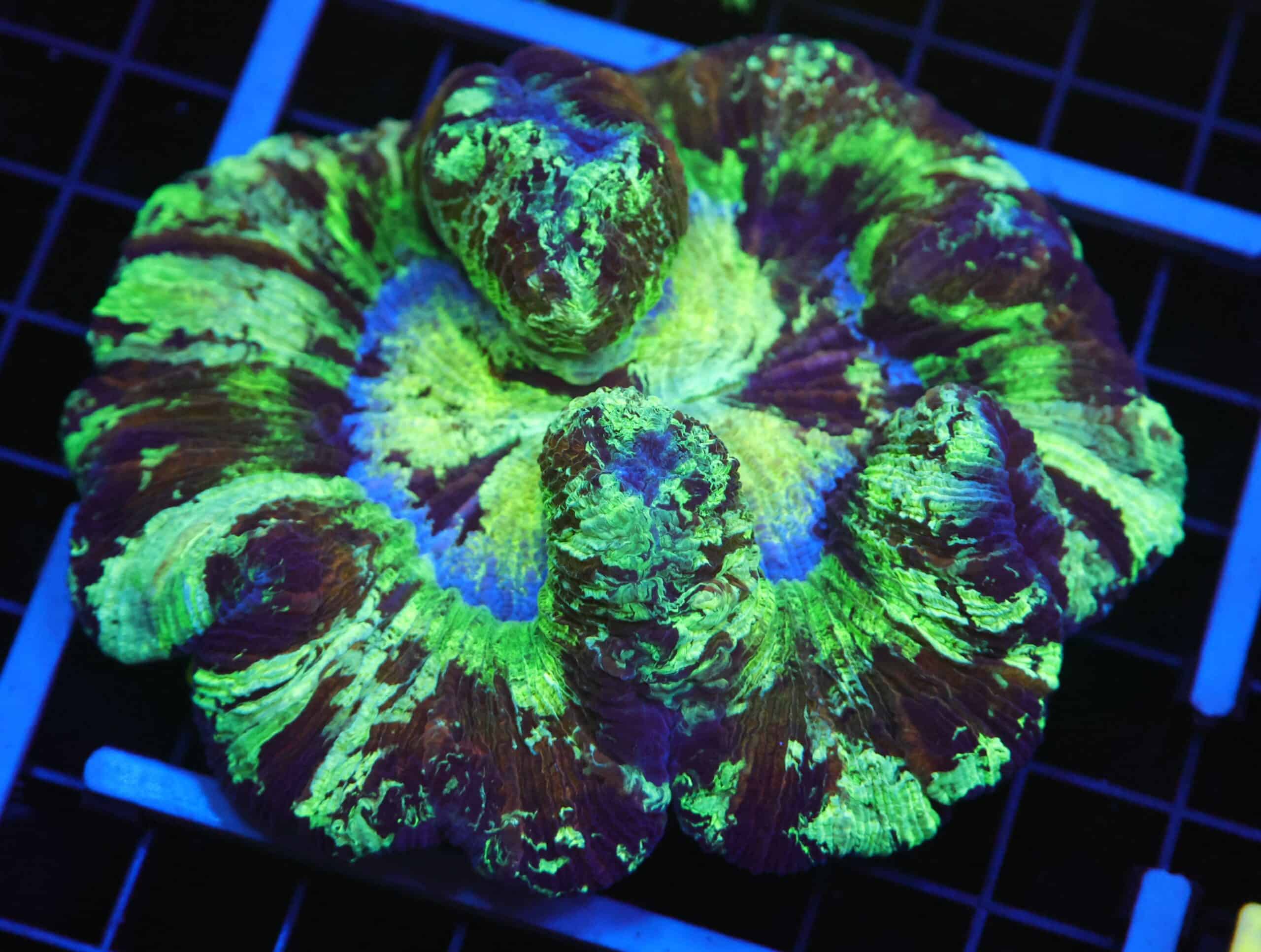 B19 -INDO FAR AWAY GALAXY TRACHY