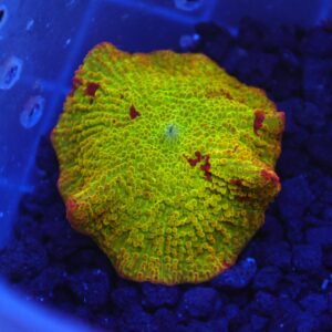 B20 -ECLECTUS MUSHROOM