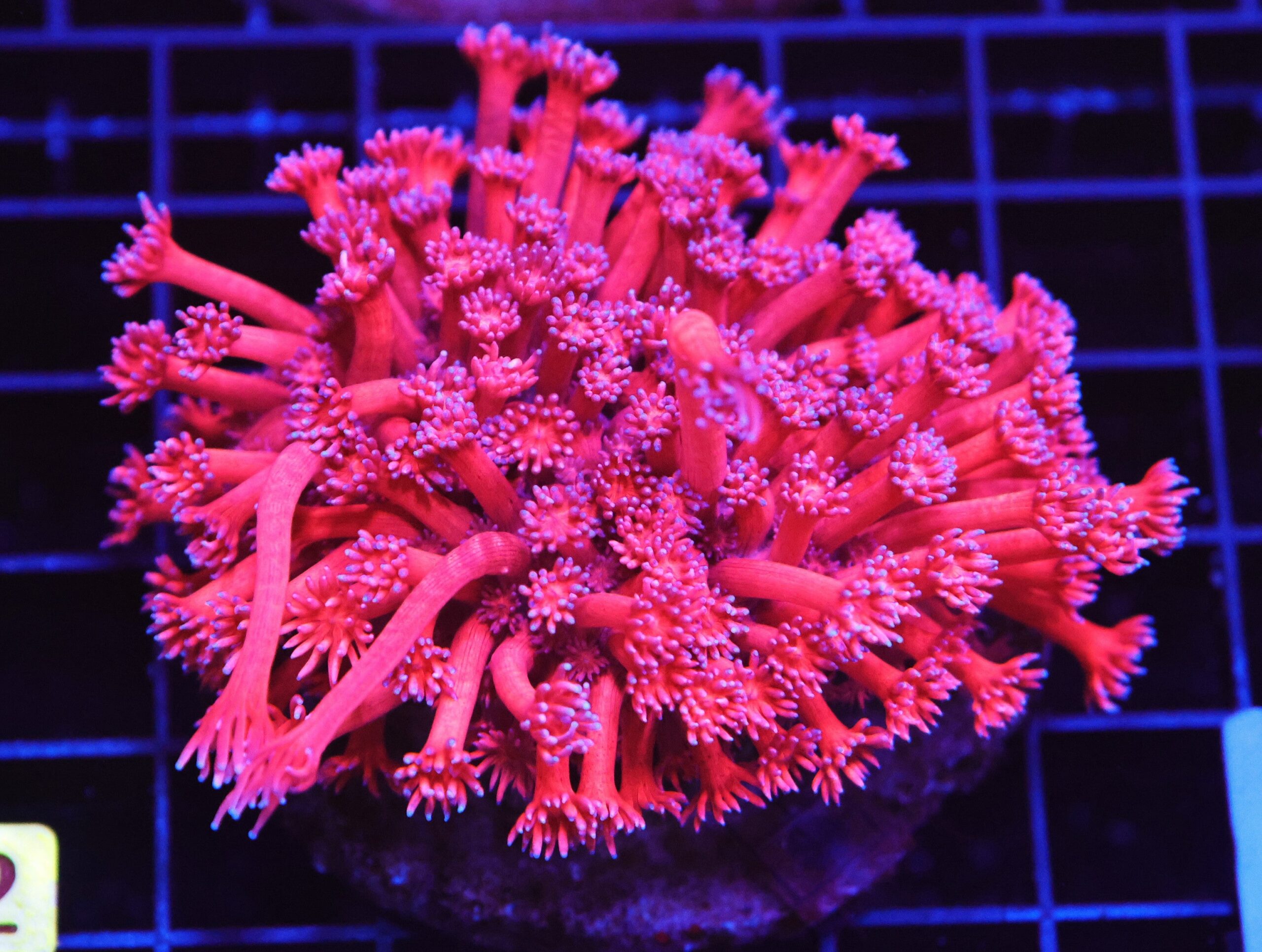 B22 -INDO PINK PRINCESS GONIOPORA