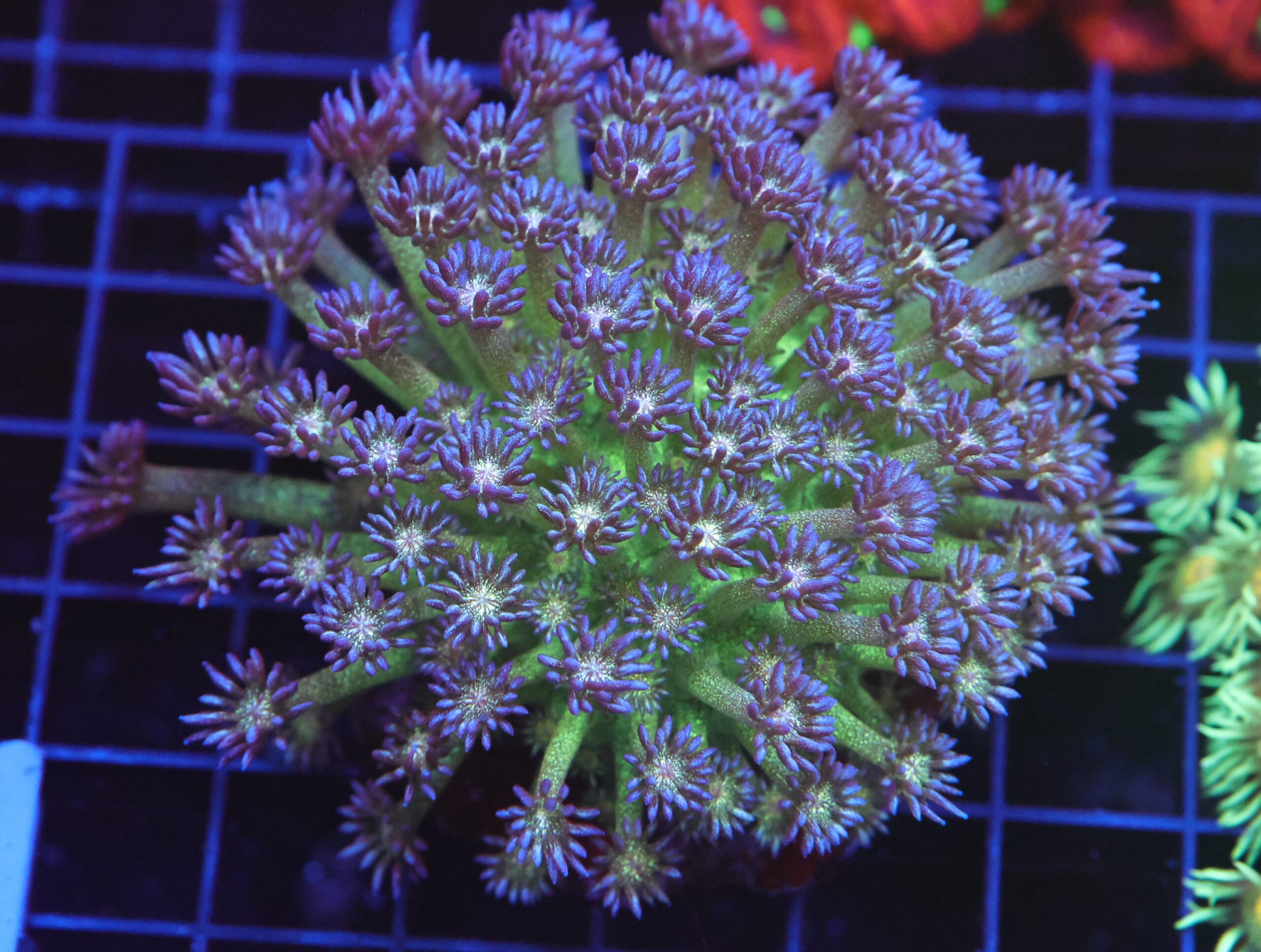 B23 -INDO GLITTER BOMB GONIOPORA