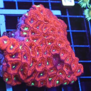 B28 -INDO RUBY NEON EYE BLASTO