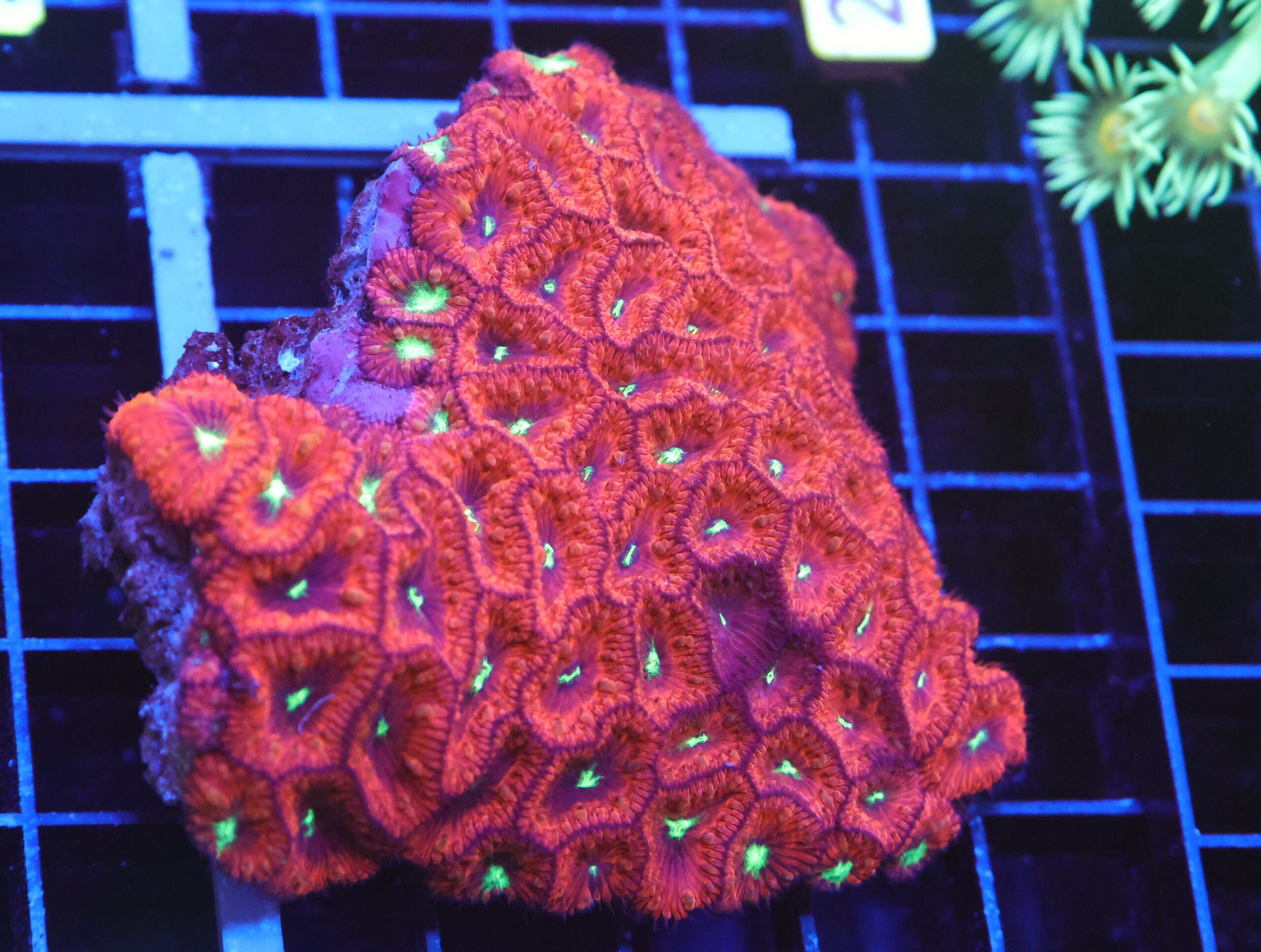 B28 -INDO RUBY NEON EYE BLASTO