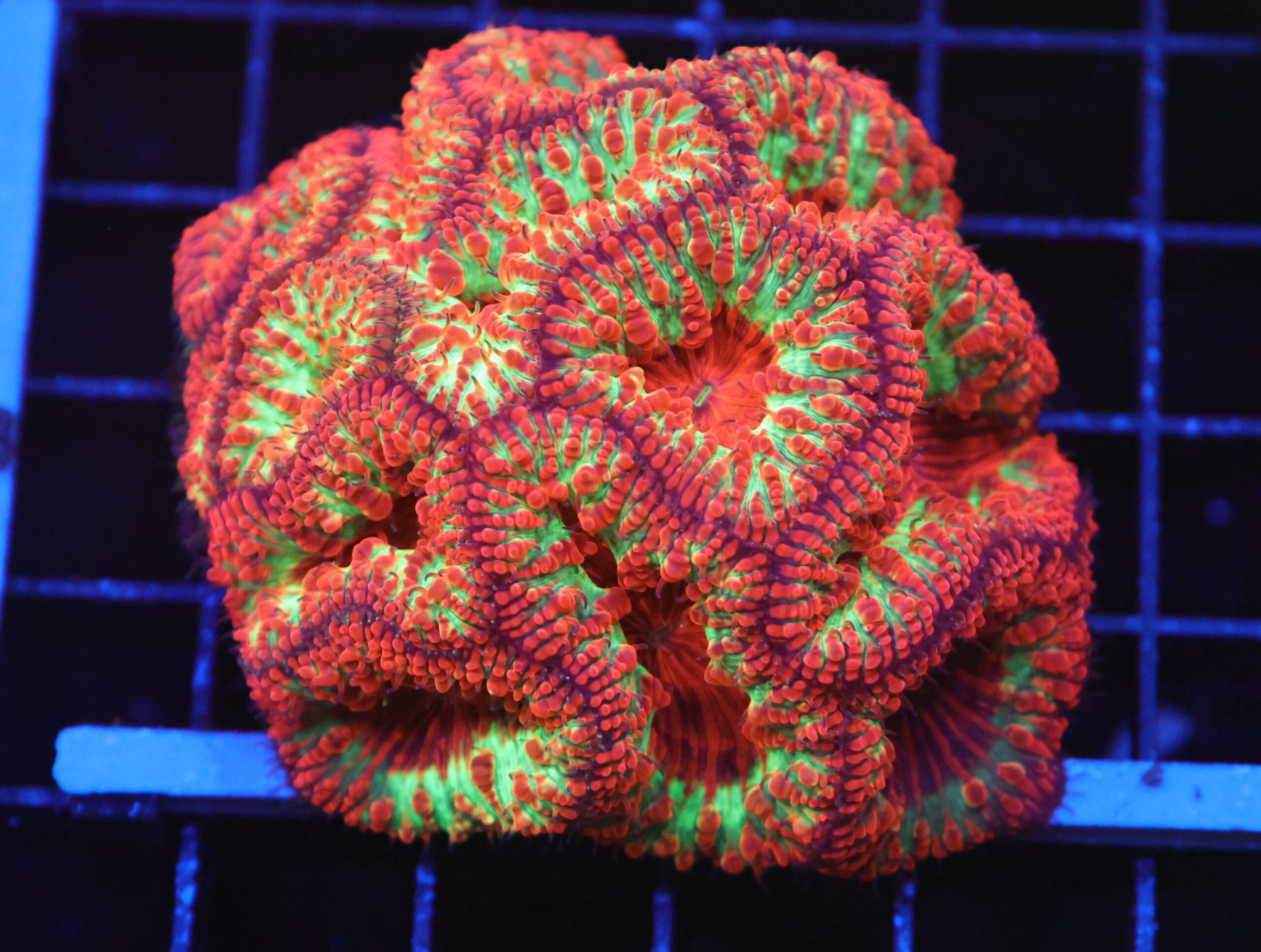 B29 -INDO CHRISTMAS SURPRISE BLASTO