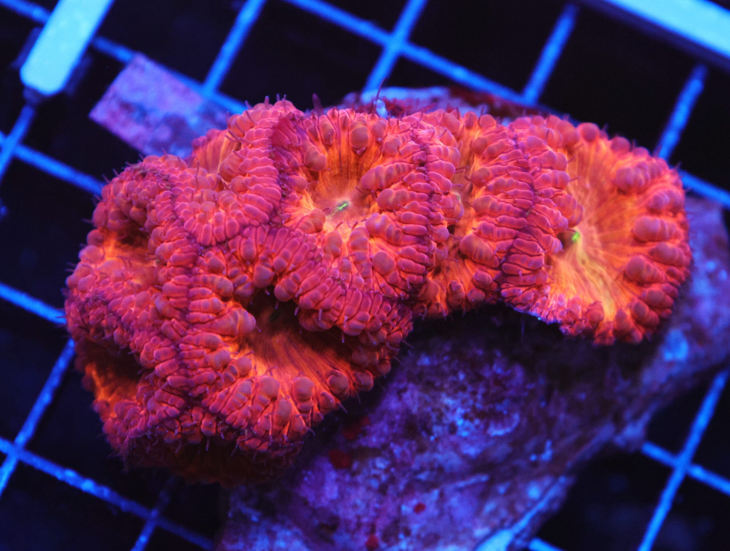 B32 -INDO SUNSET BLASTO