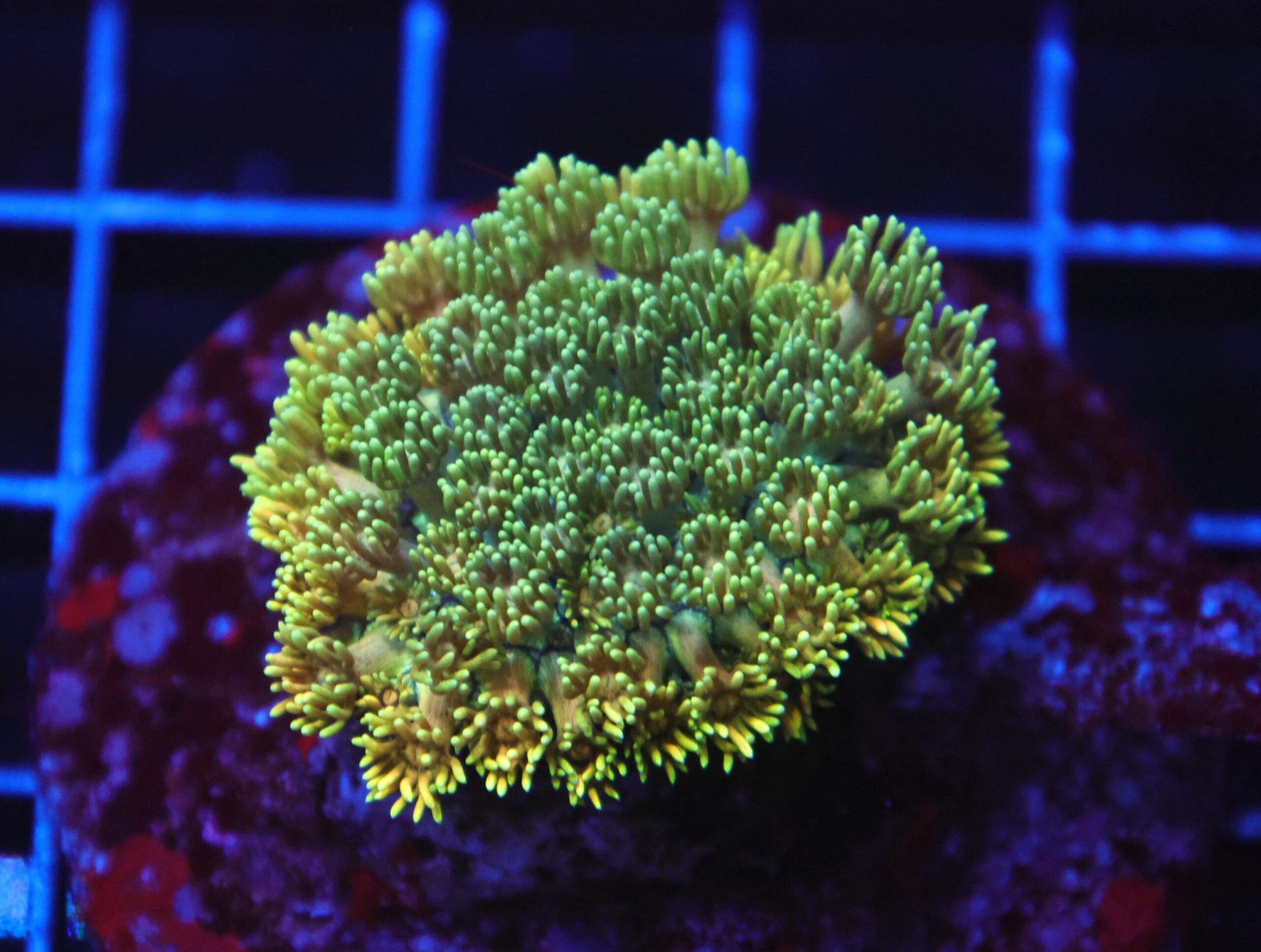 B36 -INDO ELECTRIC SPARK GONIOPORA