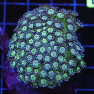 B34 -INDO GLITTER BOMB GONIOPORA