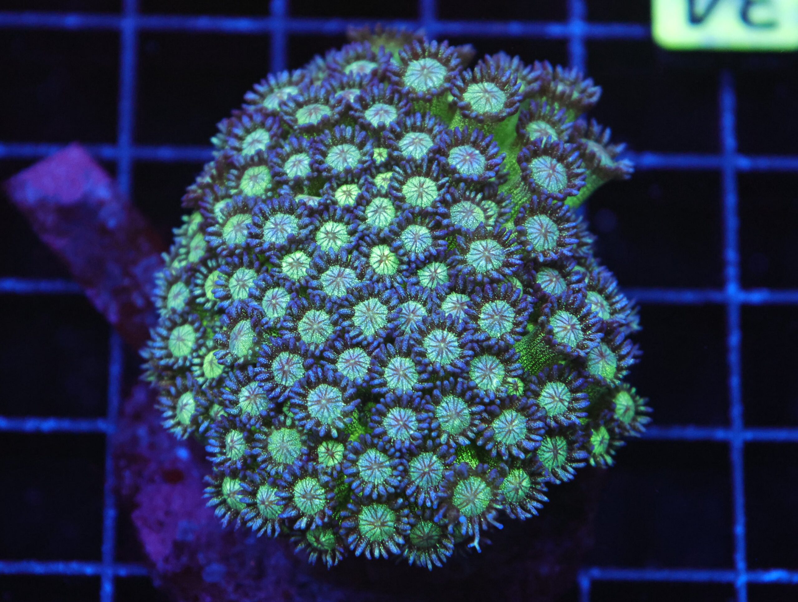 B34 -INDO GLITTER BOMB GONIOPORA