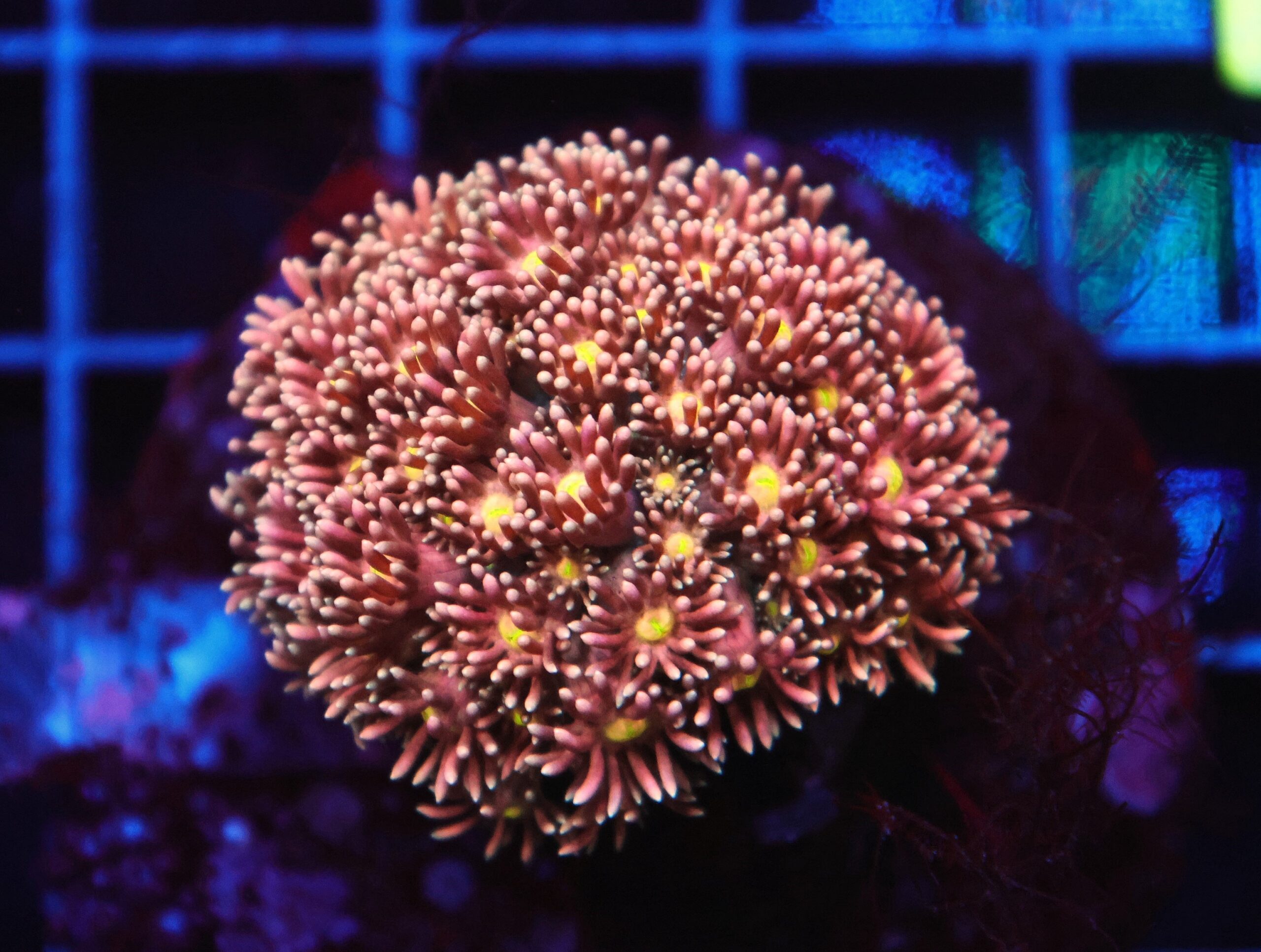 B38 -INDO ROSE GOLD GONIOPORA