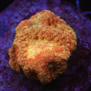 B39 -INDO PEACH BLASTO