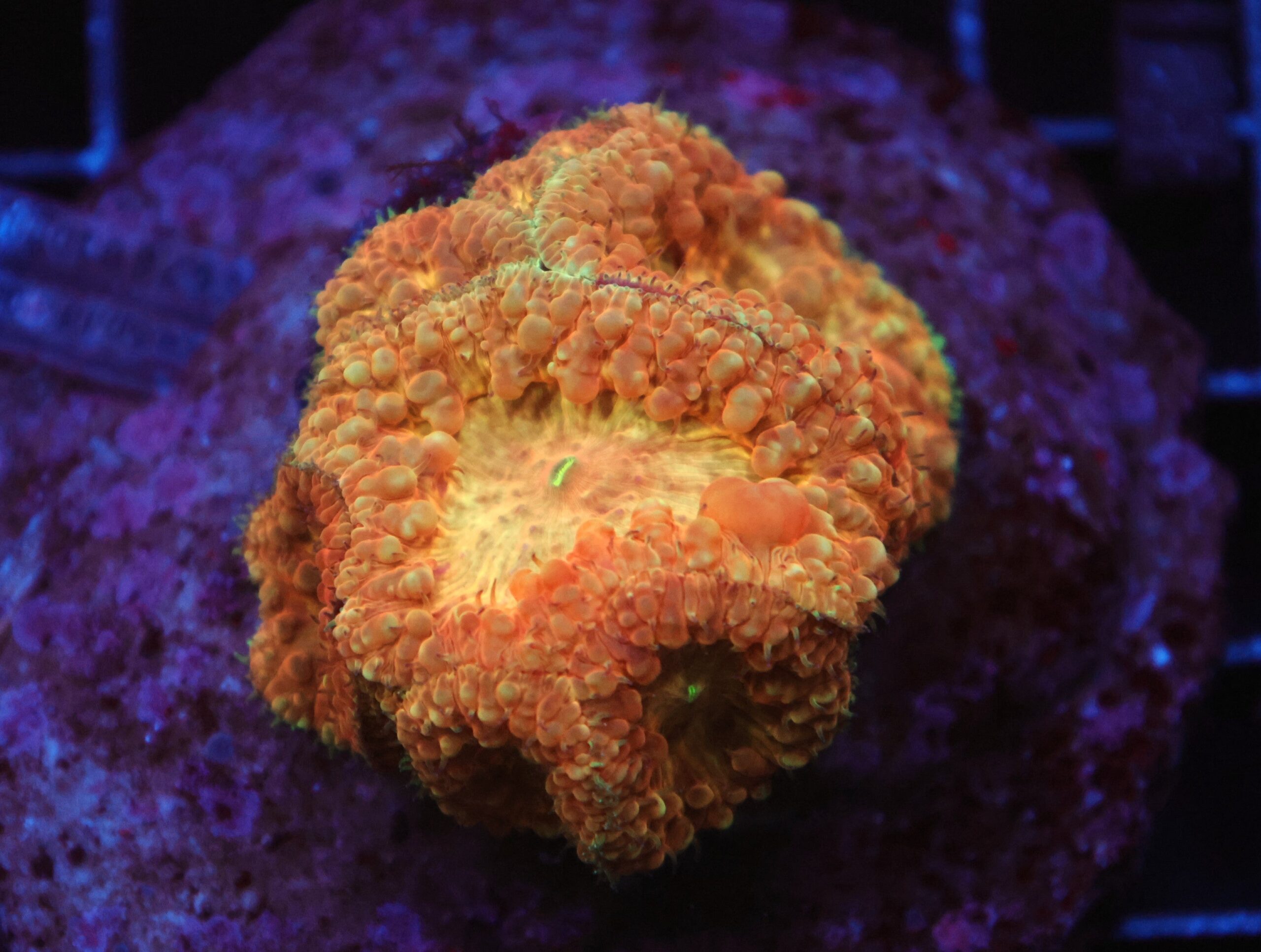 B39 -INDO PEACH BLASTO