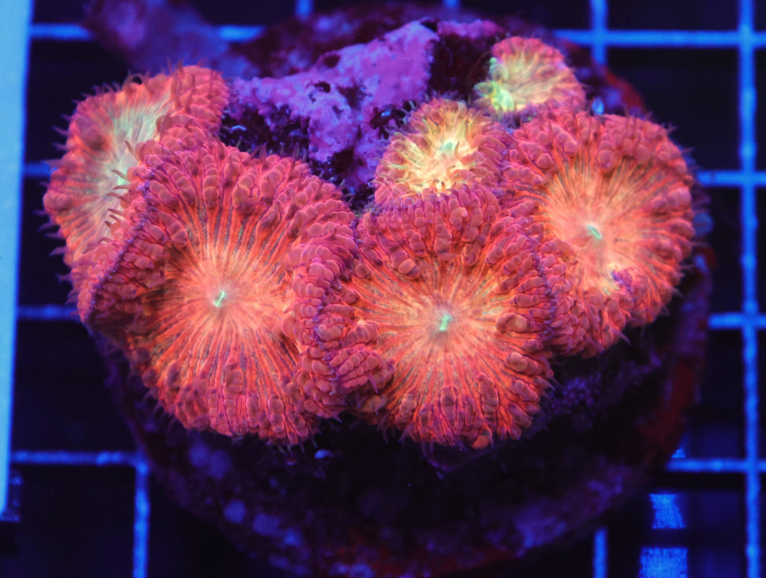 B43 -INDO CRIMSON PEACH BLASTO