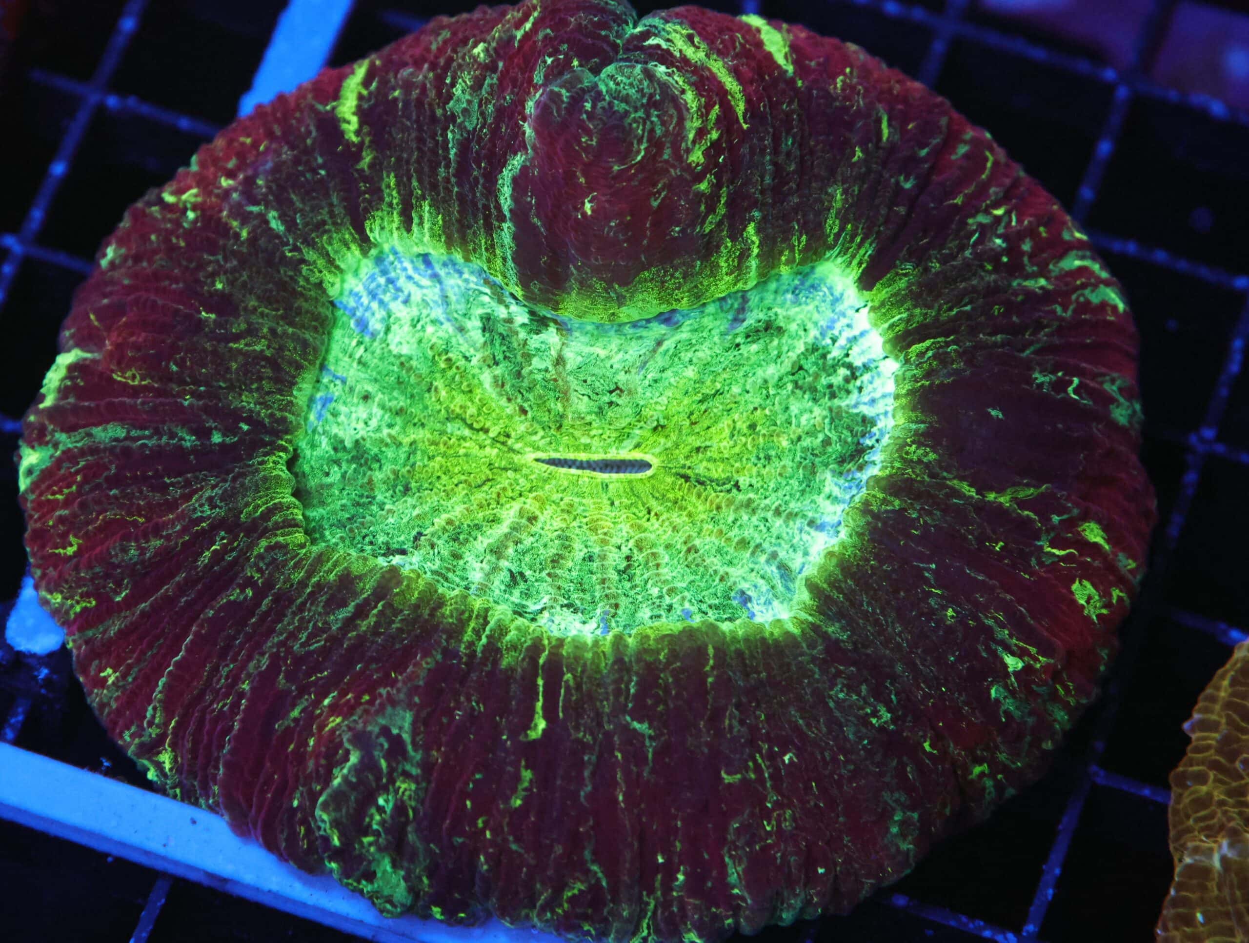 B41 -INDO NUCLEAR BLAST TRACHY