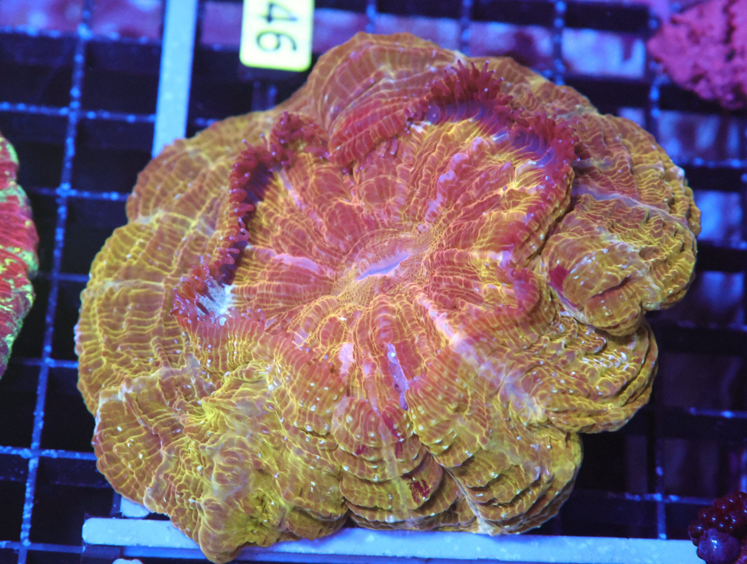 B46 -INDO POT OF GOLD ACANTHOPHYLLIA