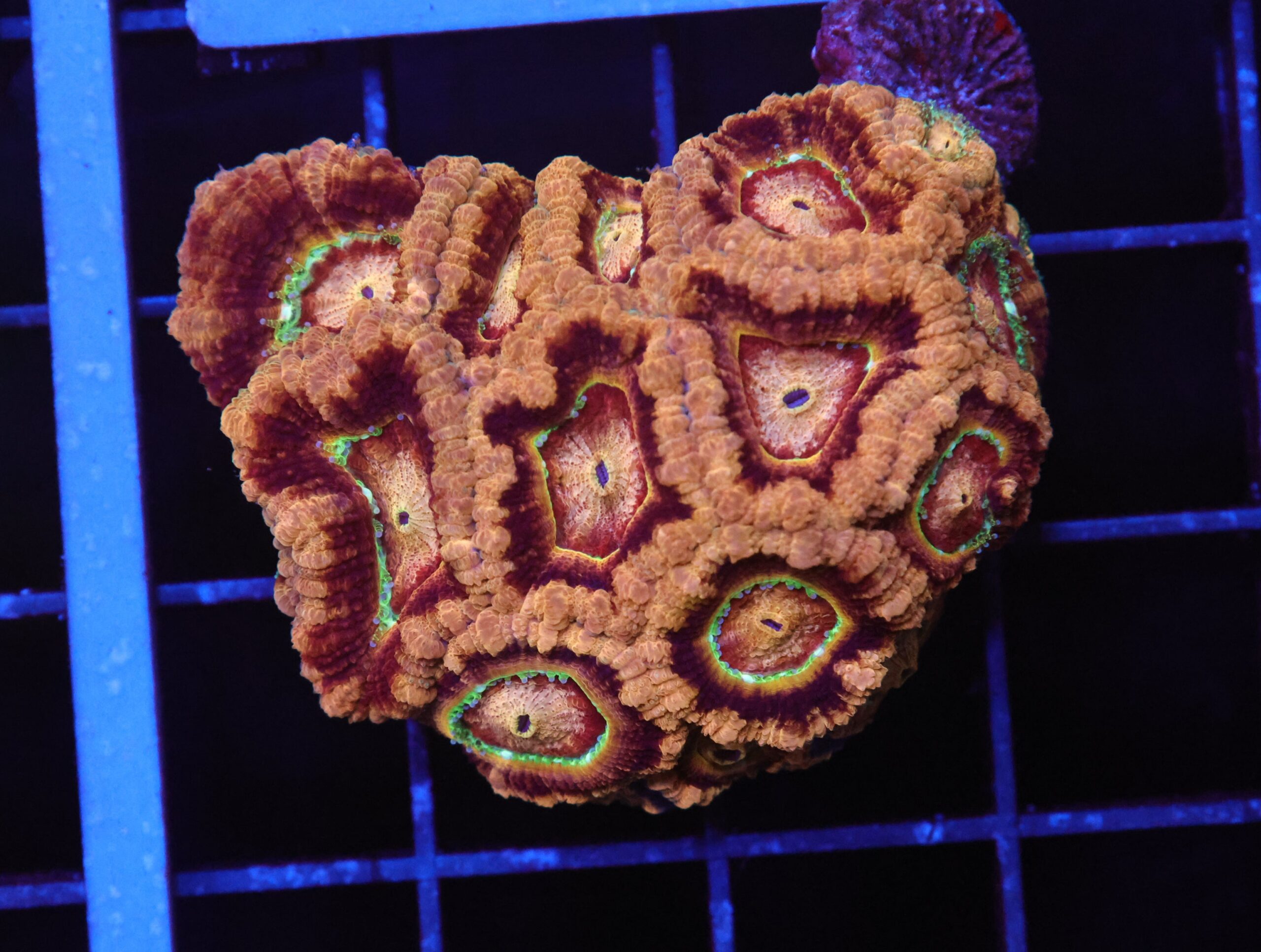 B47 -MALAYSIAN TROPICAL TEASE ACAN LORD