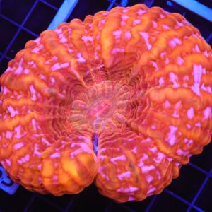 B53 -INDO FIRE JEWEL CYNARINA