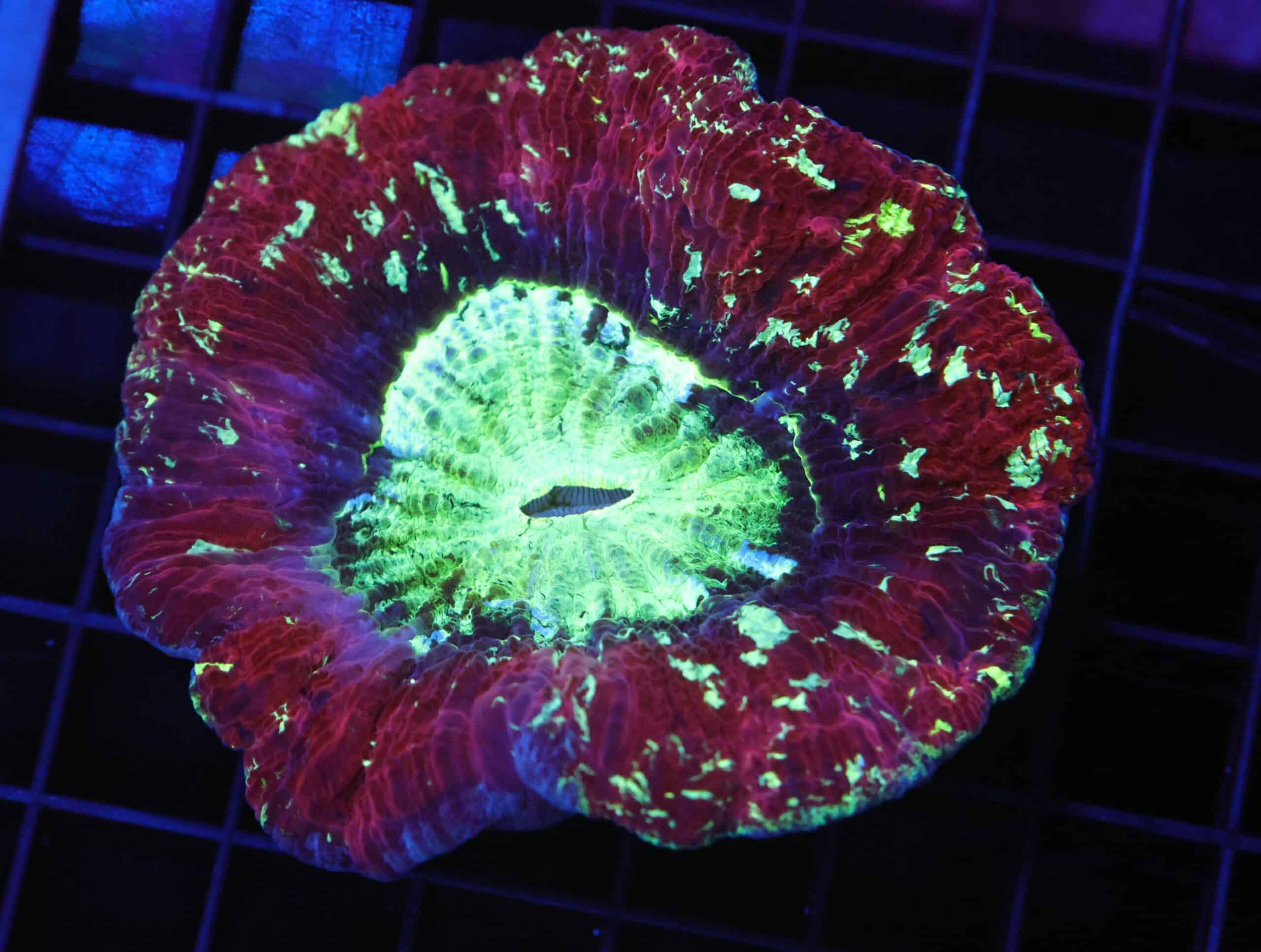 B55 -INDO NUCLEAR BLAST TRACHY