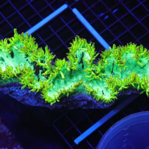 B56 -INDO ELECTRIC PINK TIP ELEGANCE