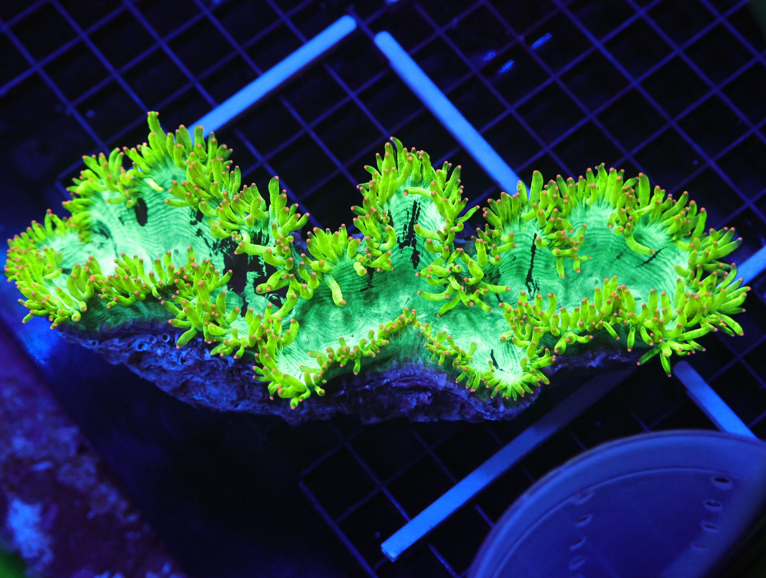 B56 -INDO ELECTRIC PINK TIP ELEGANCE