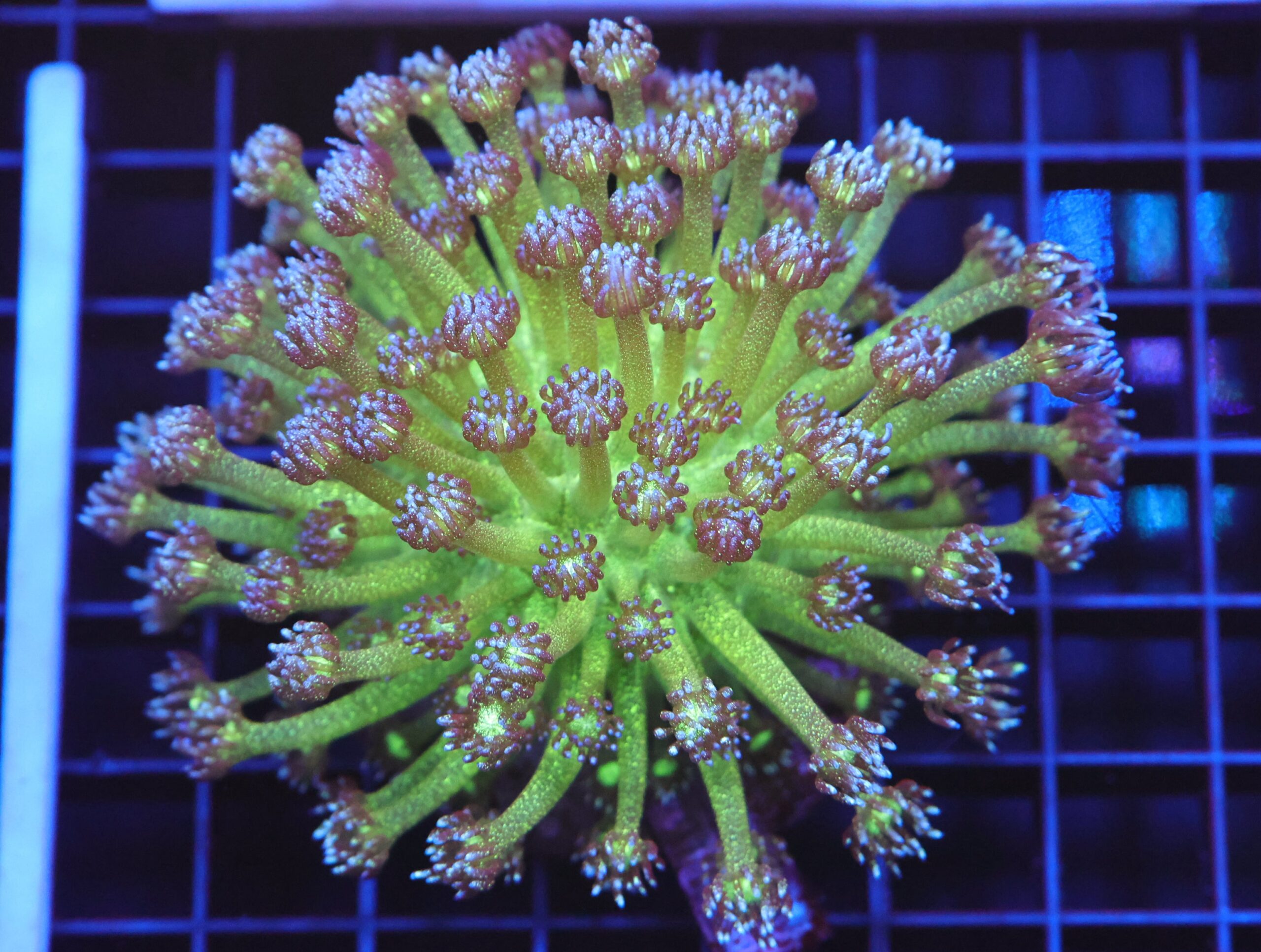 B59 -INDO GLITTER BOMB GONIOPORA