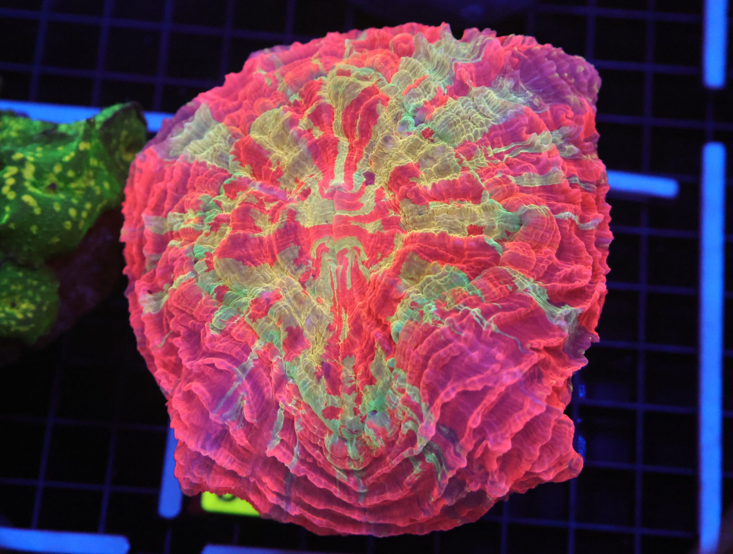 B64 -MALAYSIAN STARFIRE ACANTHOPHYLLIA