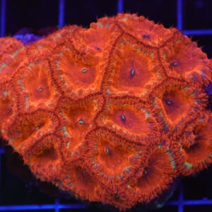 B74 -INDO RED HOT BLASTO