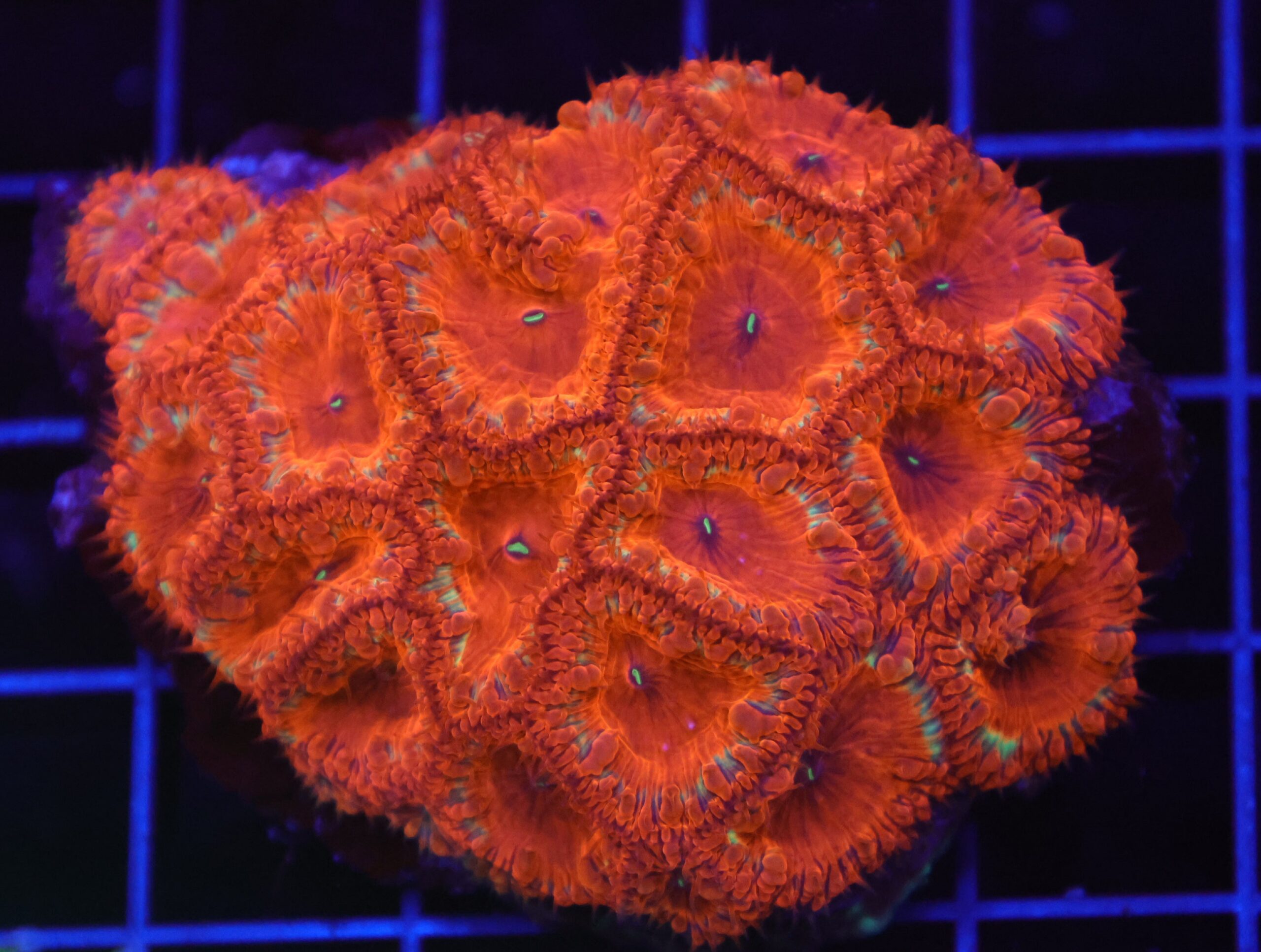 B74 -INDO RED HOT BLASTO