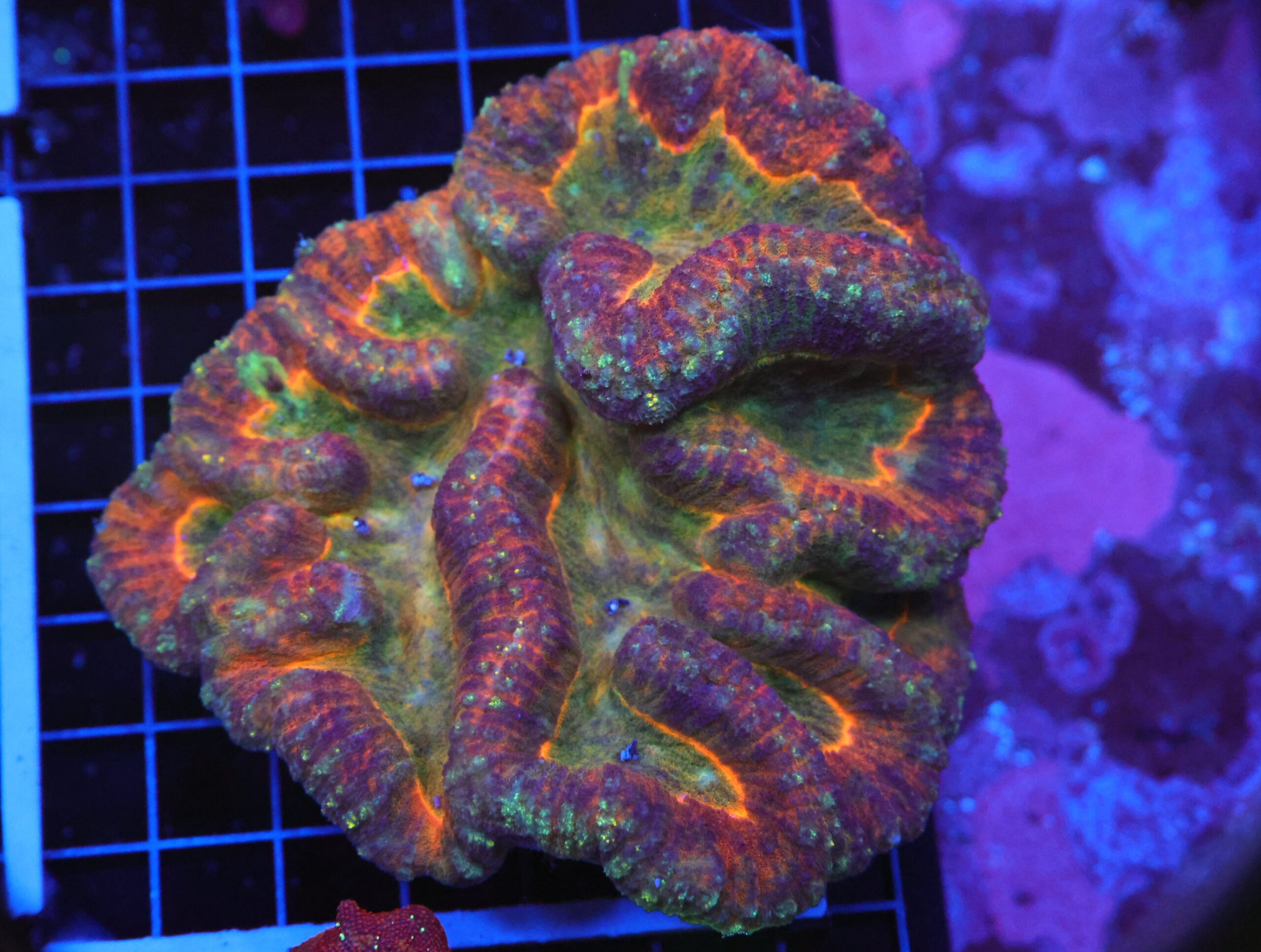 B76 -INDO RAINBOW SYMPHYLLIA