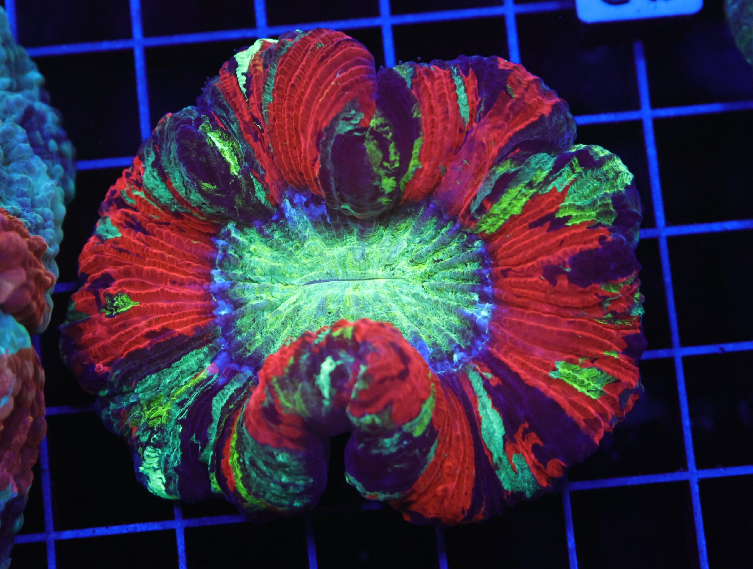 B83 -INDO NUCLEAR BLAST TRACHY