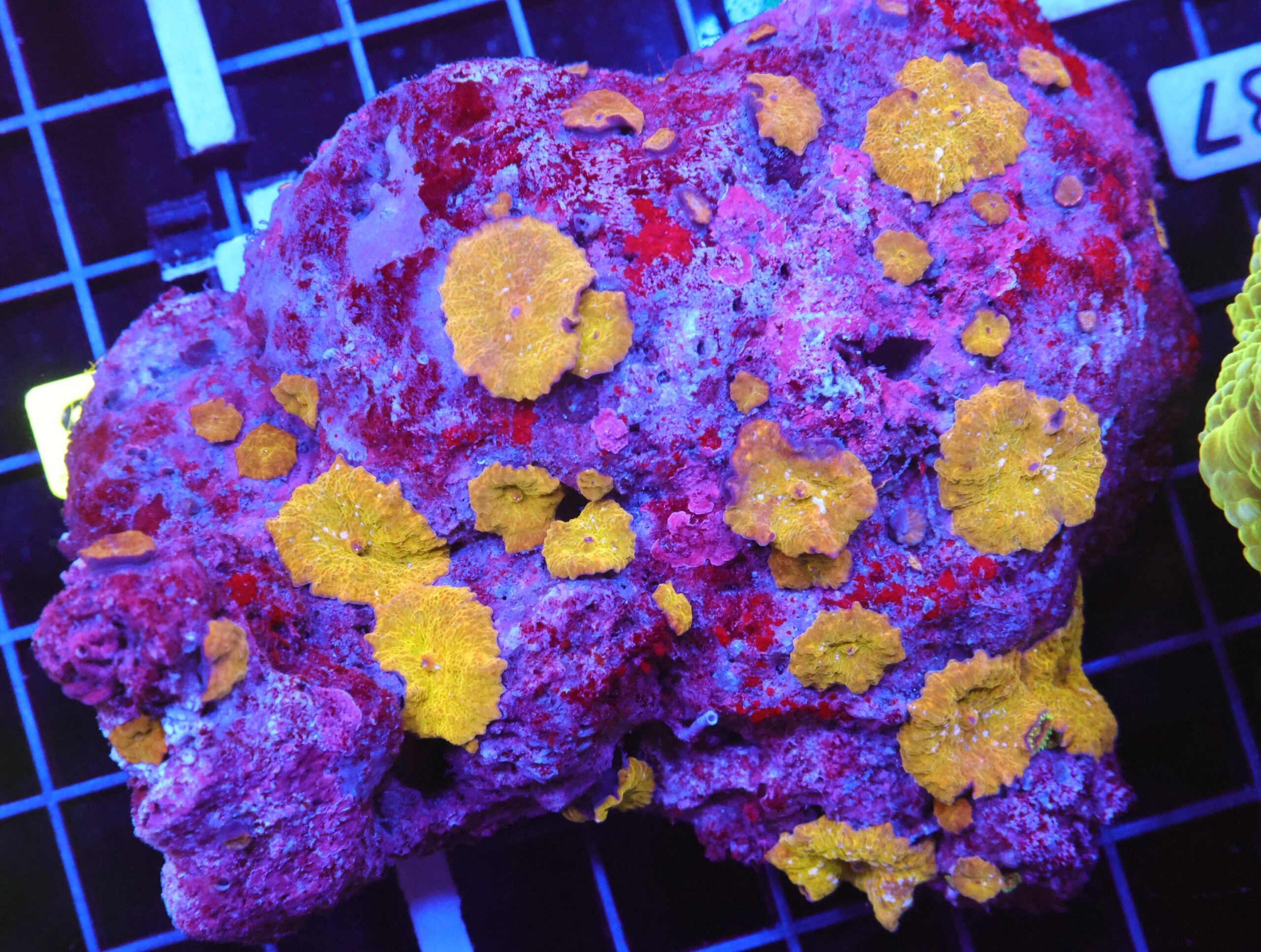 B87 -INDO GOLD LEAF DISCO MUSHROOM