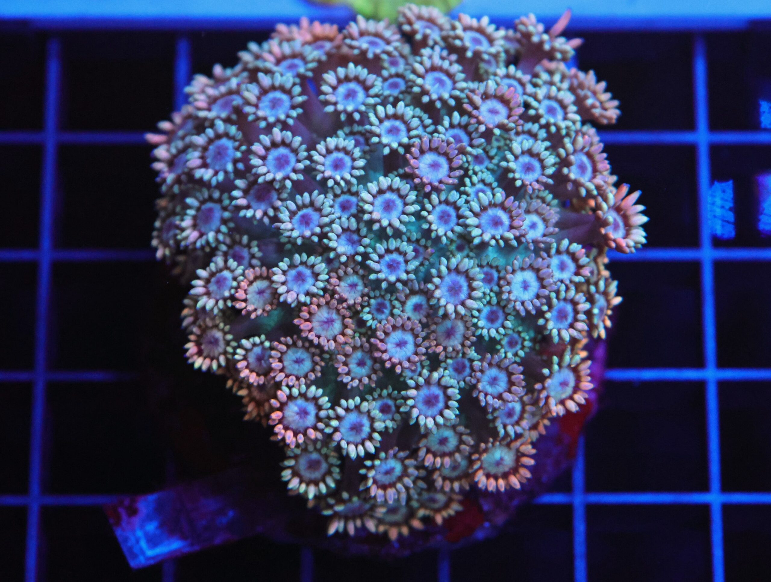 B89 -INDO GENDER REVEAL GONIOPORA