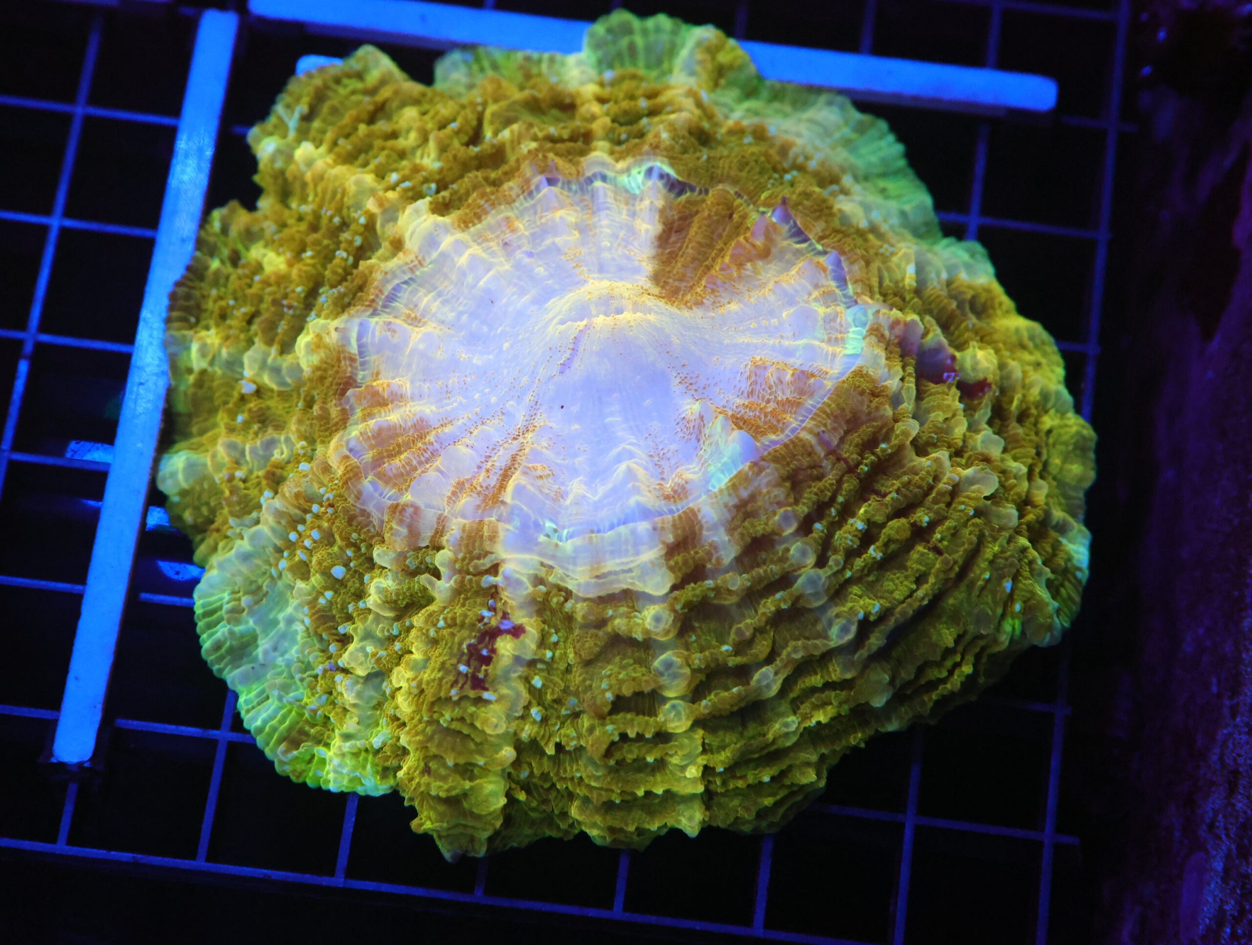 B90 -INDO POT OF GOLD ACANTHOPHYLLIA