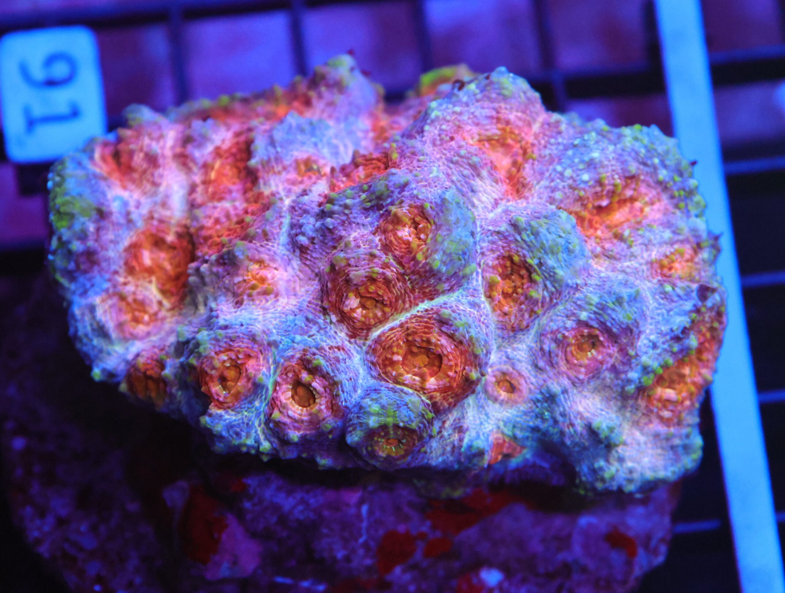 B91 -INDO BUBBLE GUM CHALICE