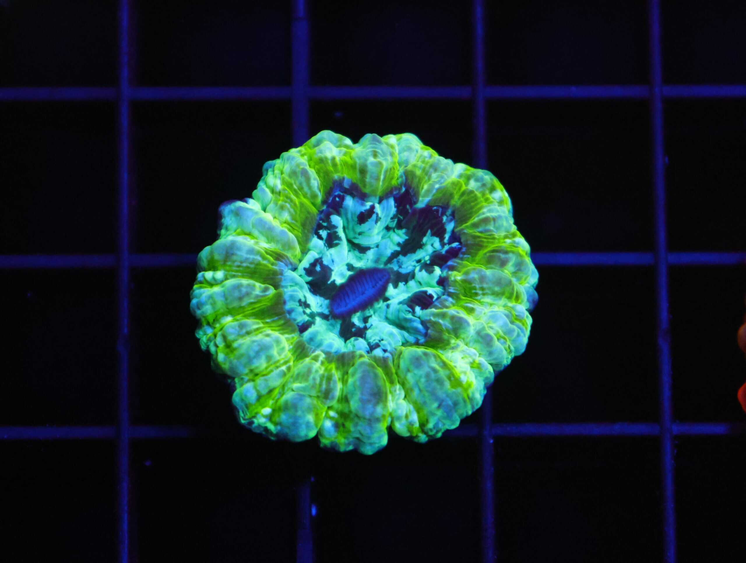 B93 -AUSSIE ALIEN GOO ACANTHOPHYLLIA