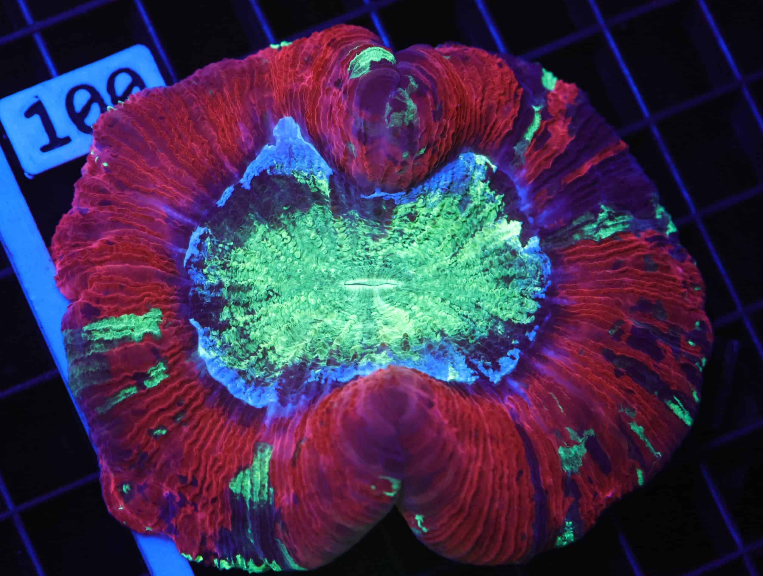 B95 -INDO NUCLEAR BLASTO TRACHY