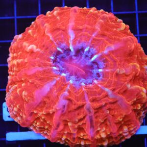 B98 -INDO QUEEN OF HEARTS CYNARINA