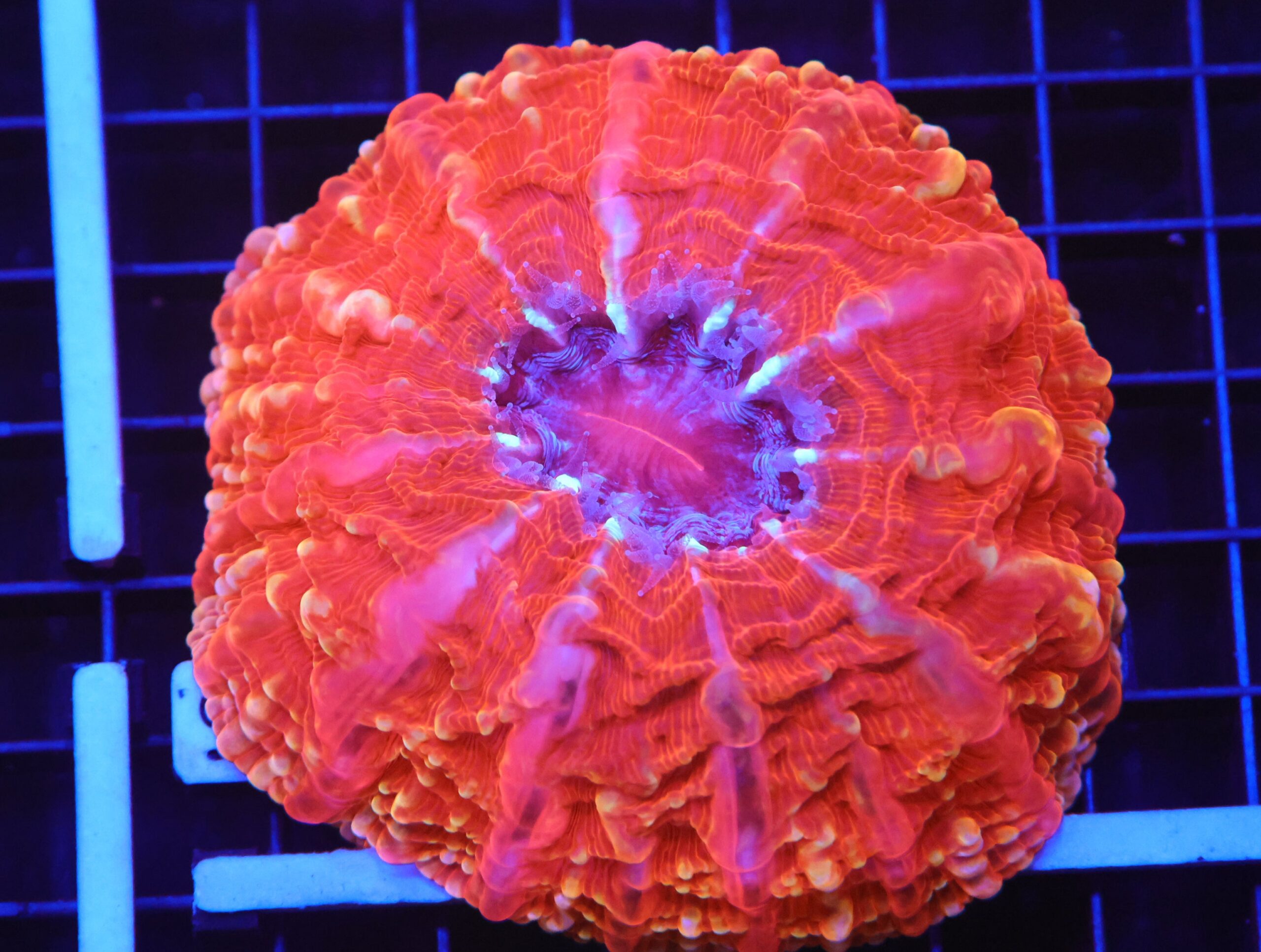 B98 -INDO QUEEN OF HEARTS CYNARINA