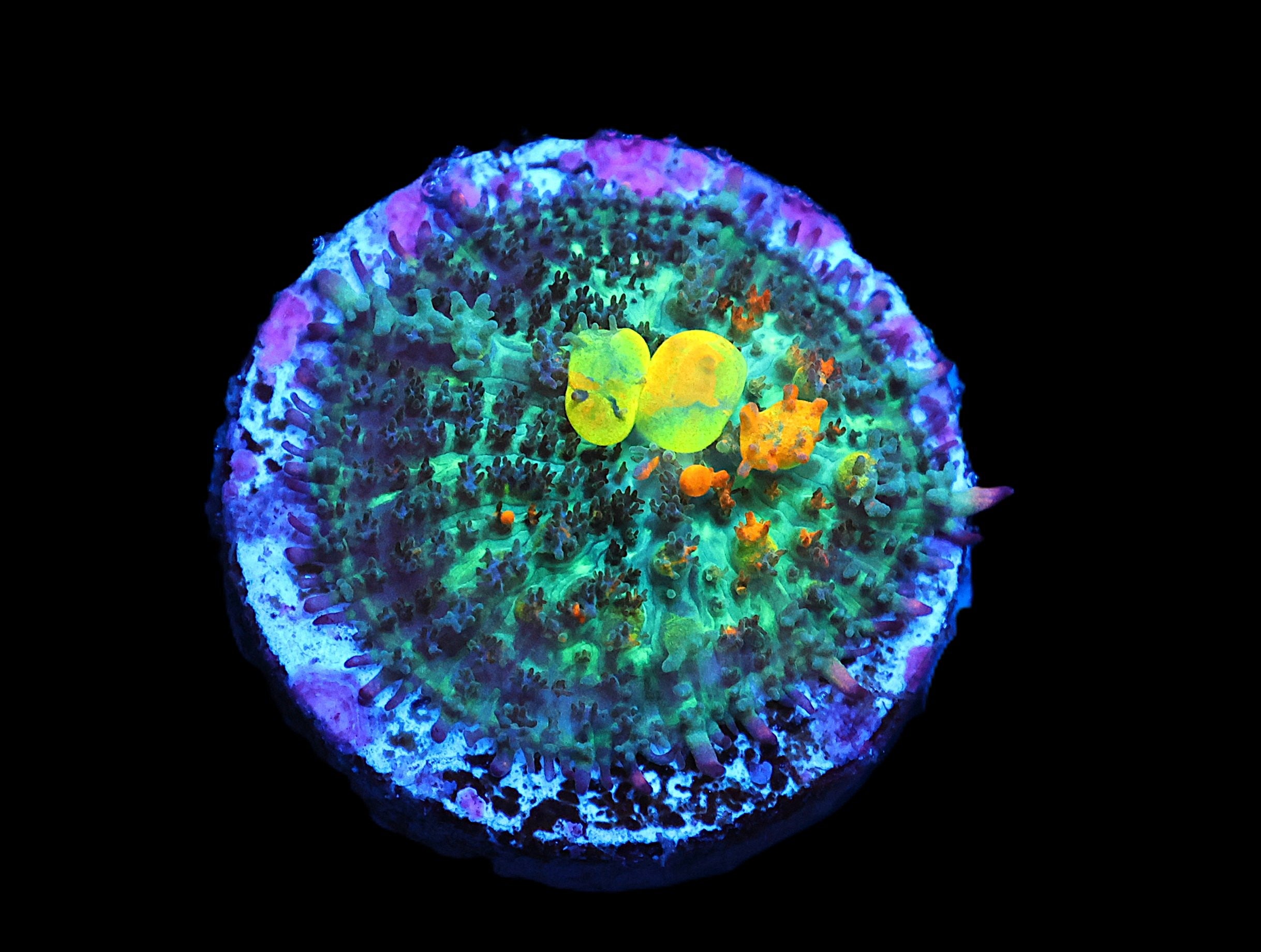 C03 - SDC OG BOUNCE MUSHROOM SMALL