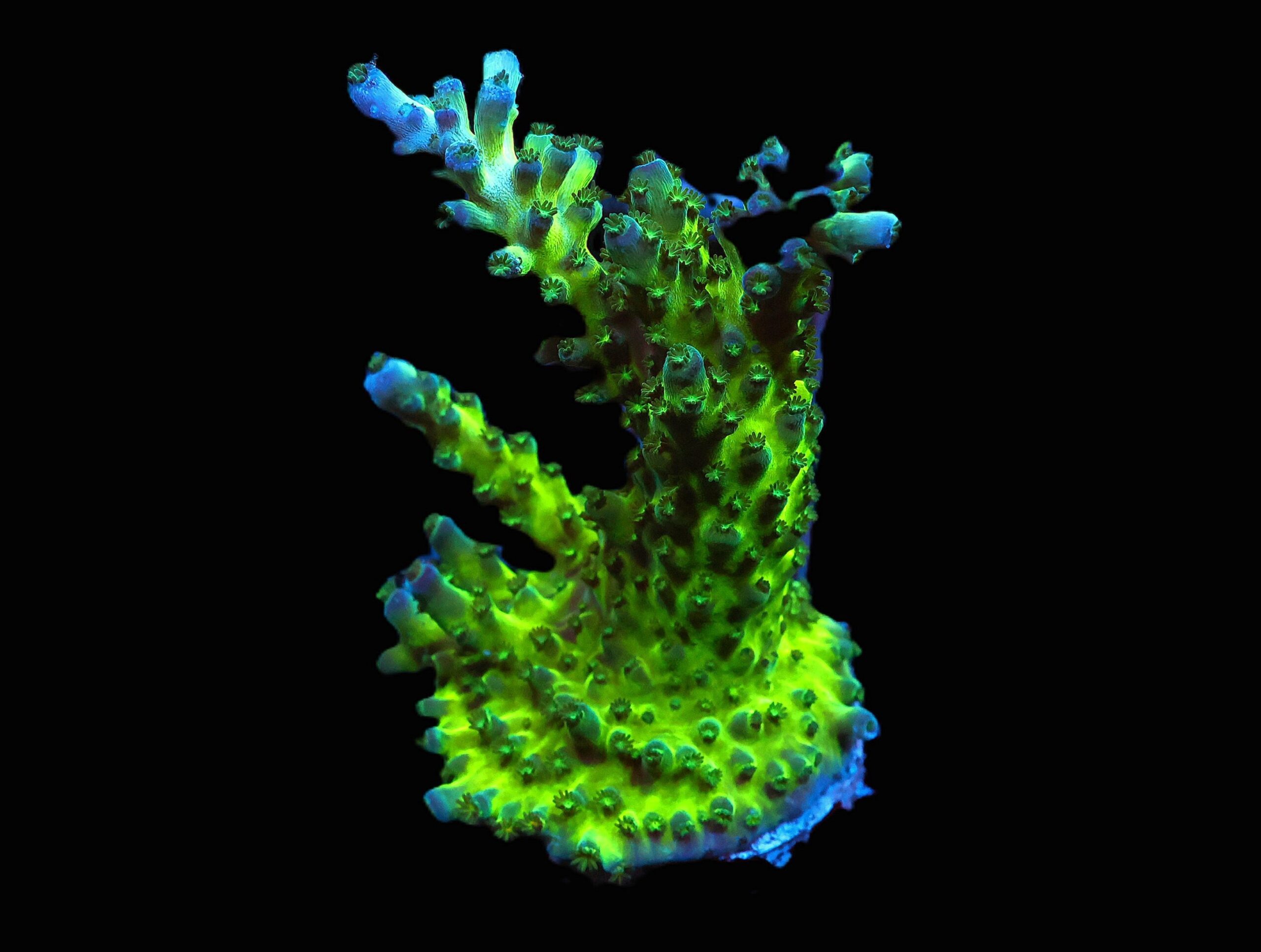 C144 - SDC CALI TORT ACRO - XL FRAG